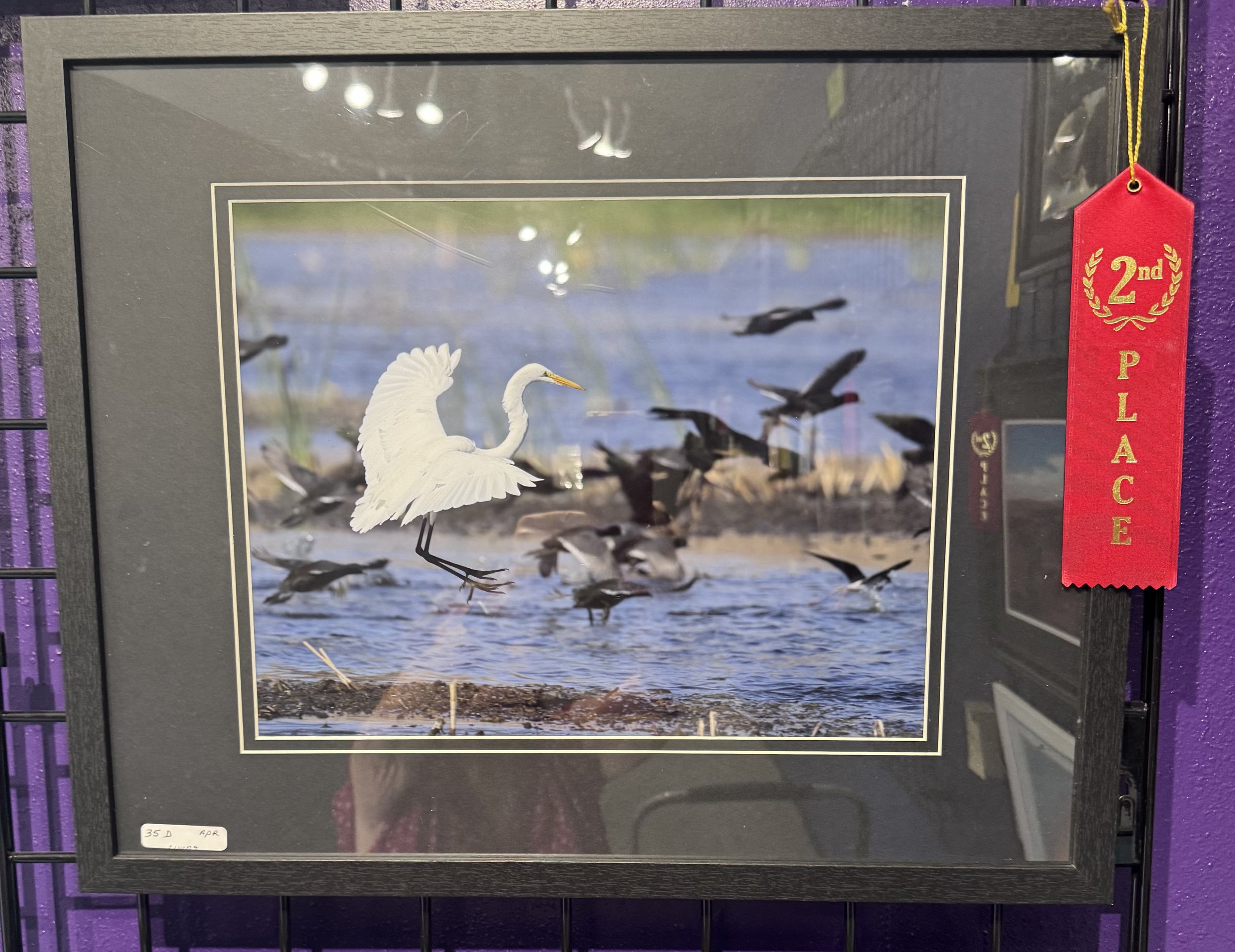 Framed poster of a white egret flying over water with ducks and green vegetation in the background, displayed on a purple wall with a red award ribbon attached on the right side.