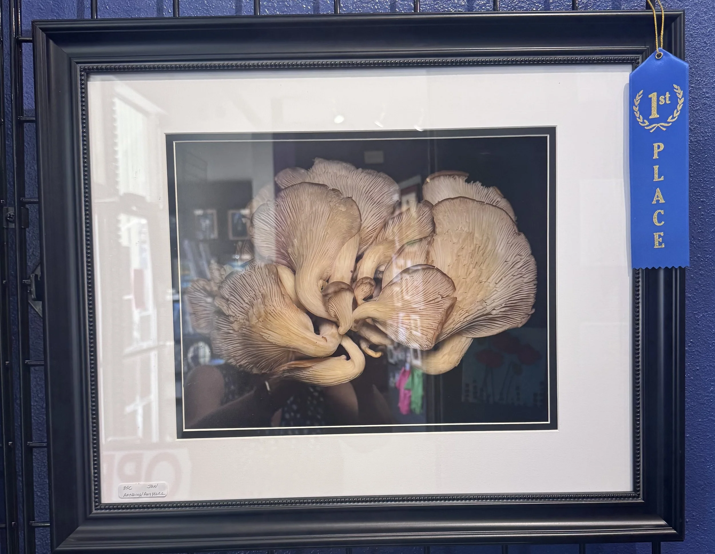 Framed artwork of a cluster of beige mushrooms with wavy gills and caps, displayed behind glass with a blue ribbon indicating first place.
