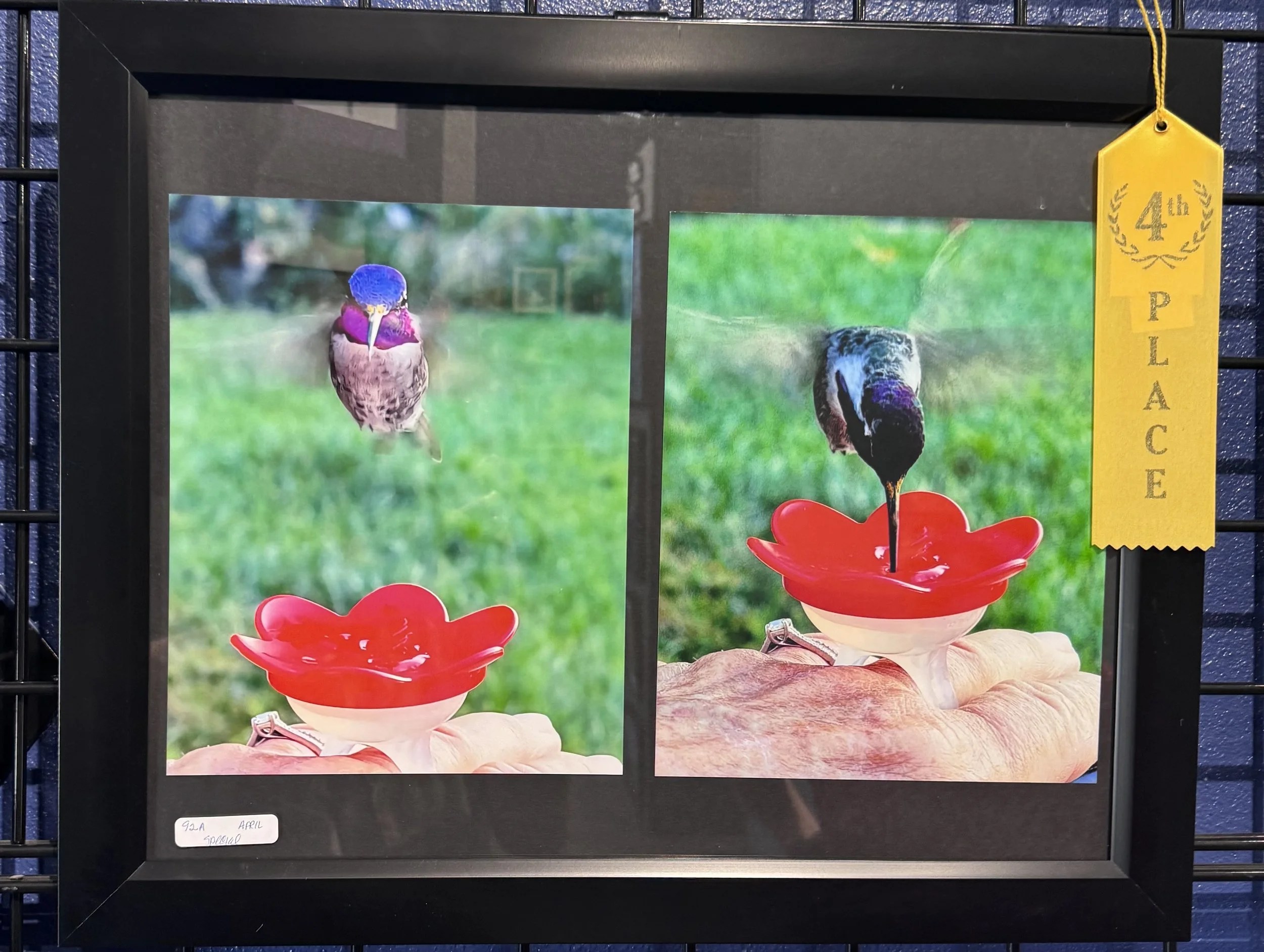 Photograph of two high-quality printed pictures of birds, one with a colorful bird perched on a red birdbath and the other with a similar bird in a different pose, displayed behind a gray frame with a yellow ribbon labeled '4th Place' attached to the