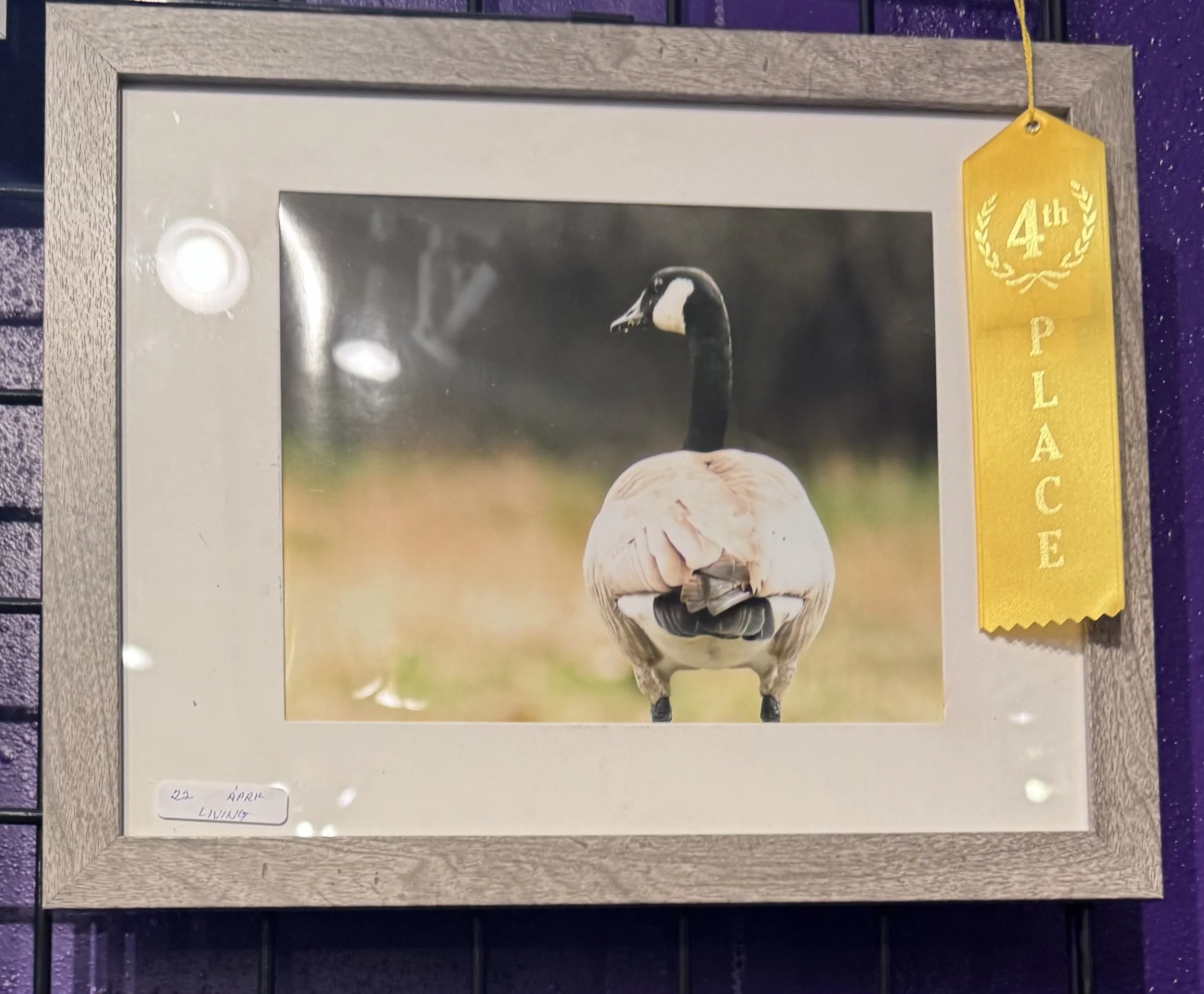 A framed photograph of a black and white swan with a caption at the bottom reading '22 April Living.' A yellow ribbon with a gold emblem indicating a fourth-place award is attached to the frame's top right corner.