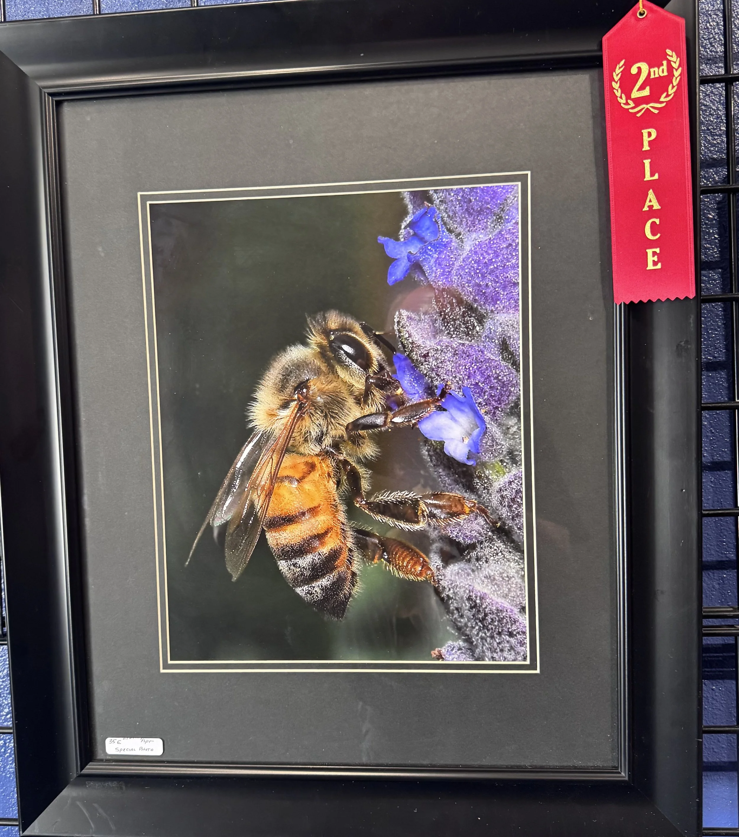 Framed photograph of a bee on purple flowers, with a red sash labeled '2nd Place' attached to the frame.
