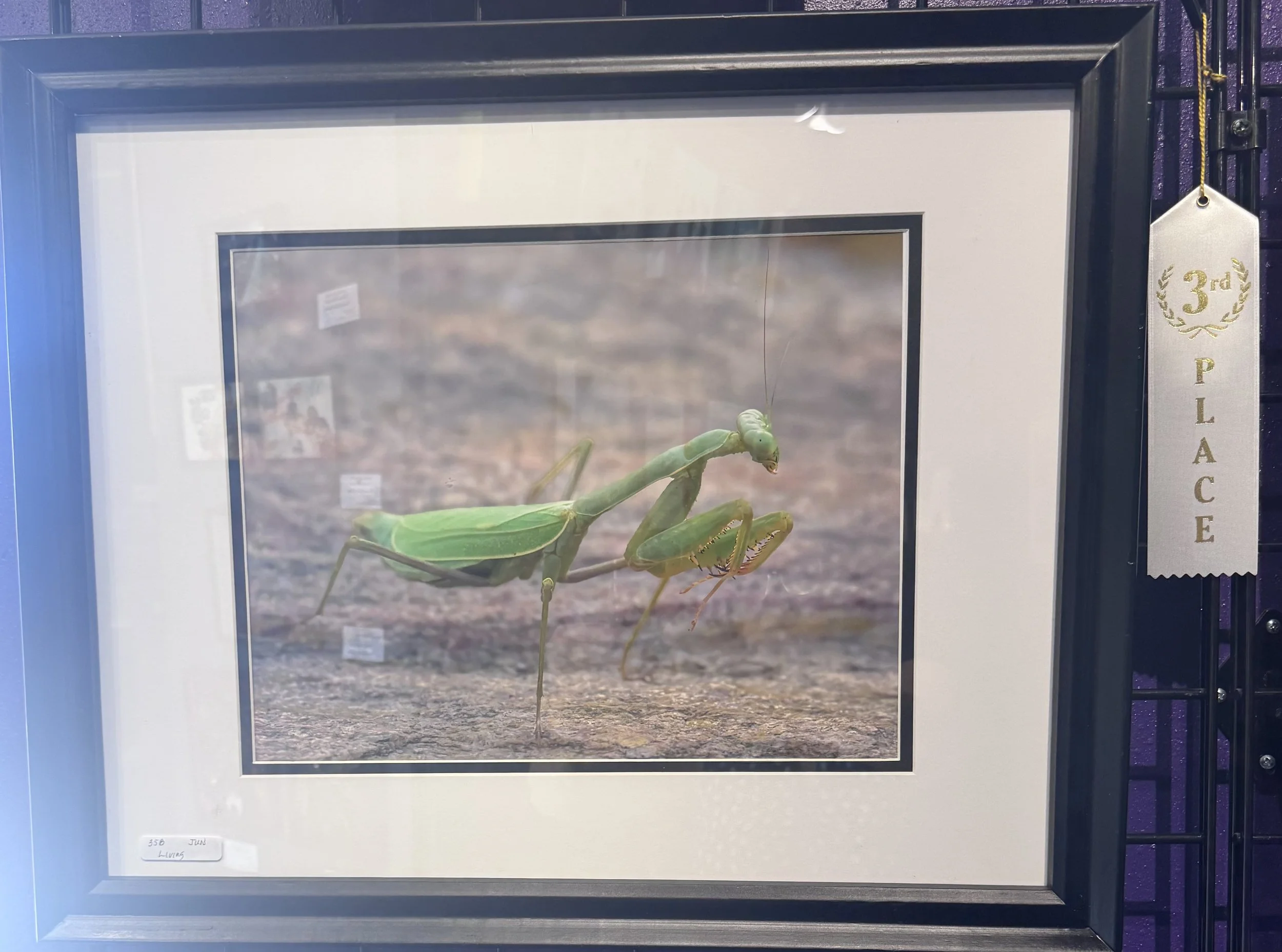 Framed insect display featuring a green praying mantis and a butterfly, with a third-place ribbon hanging from the side.