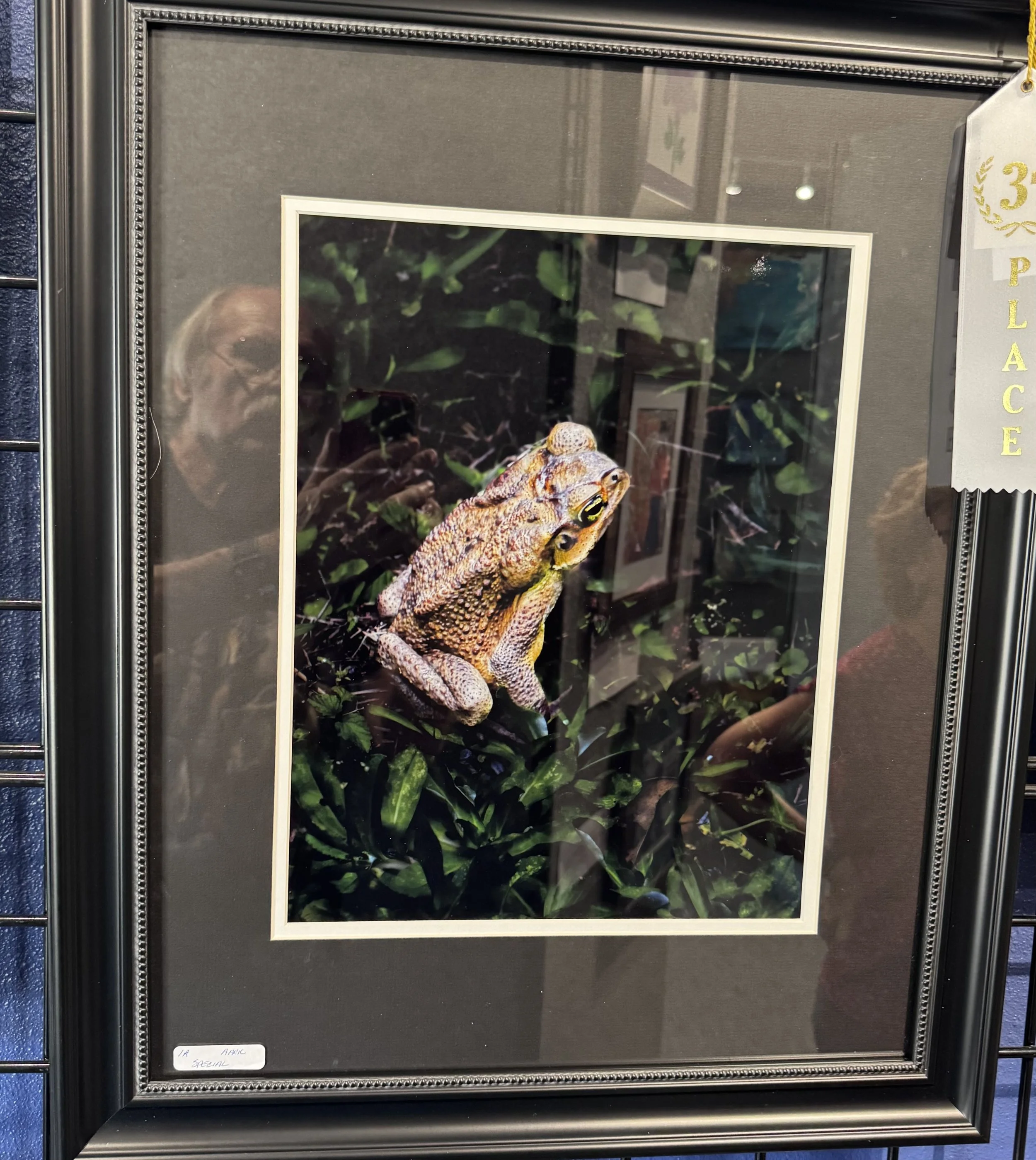 A framed photograph of a frog on green leaves, displayed at an exhibition with a gray mat and a silver beaded border. A small white label at the bottom left reads '12 Asia Special'.