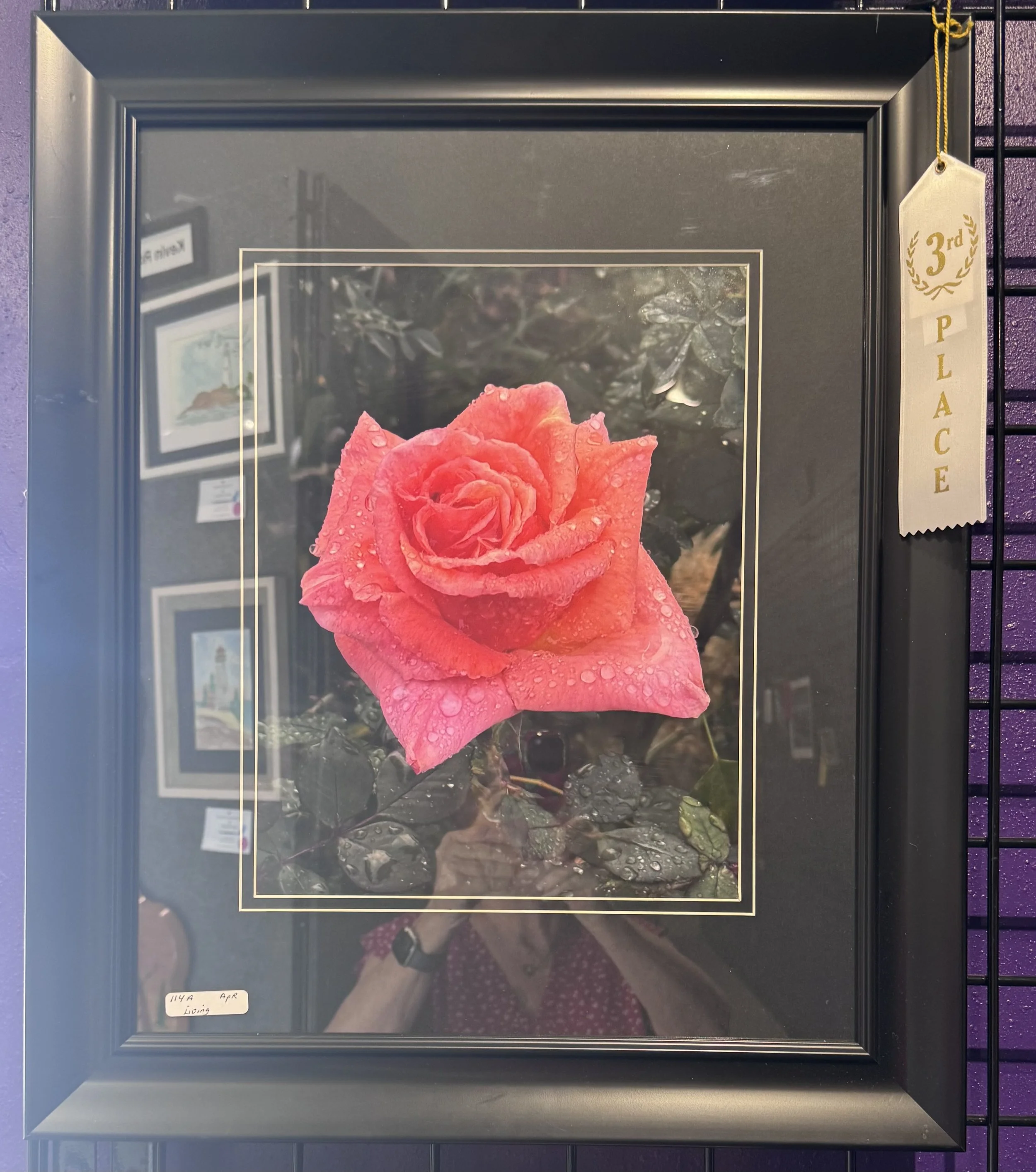 Framed photograph of a pink rose with water droplets on its petals, with a reflection of the photographer and surroundings visible in the glass. There is a small label at the bottom left corner that reads '114A APR Living'. To the right, a beige ribb