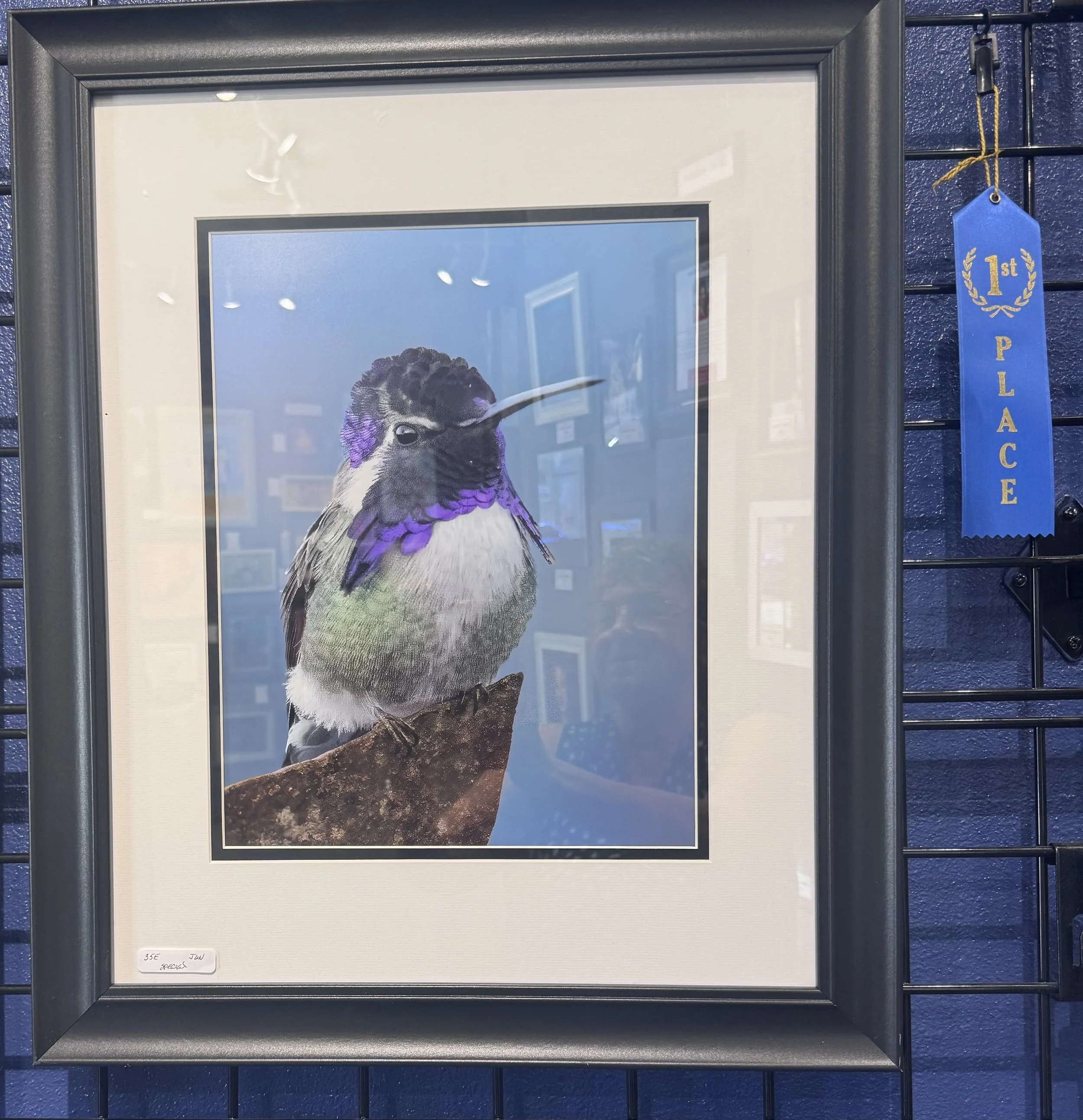 Framed artwork of a bird with purple feathers, perched on a rock, against a blue sky background, displayed on a blue wall with a first place ribbon hanging nearby.