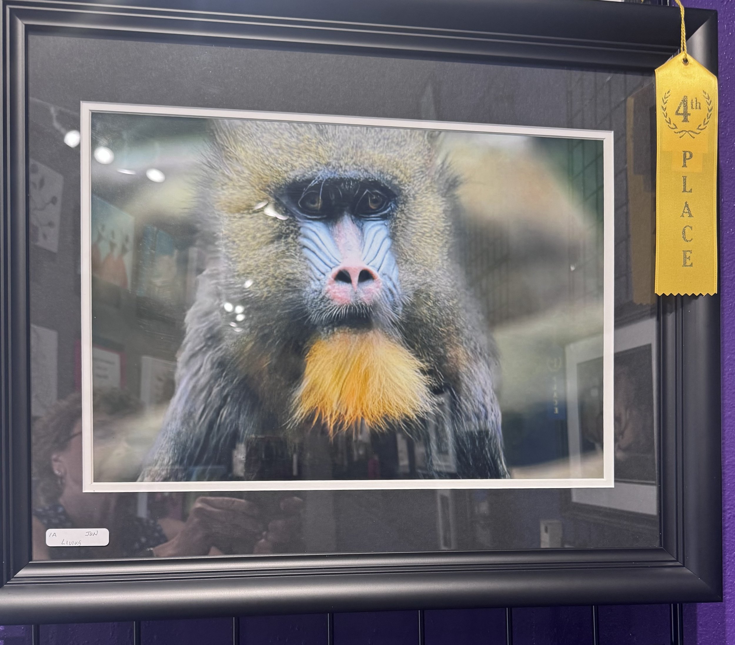 Framed photograph of a baboon's face with yellow, white, and black fur, and a pink nose, on display at an art exhibit, with a yellow ribbon indicating fourth place.
