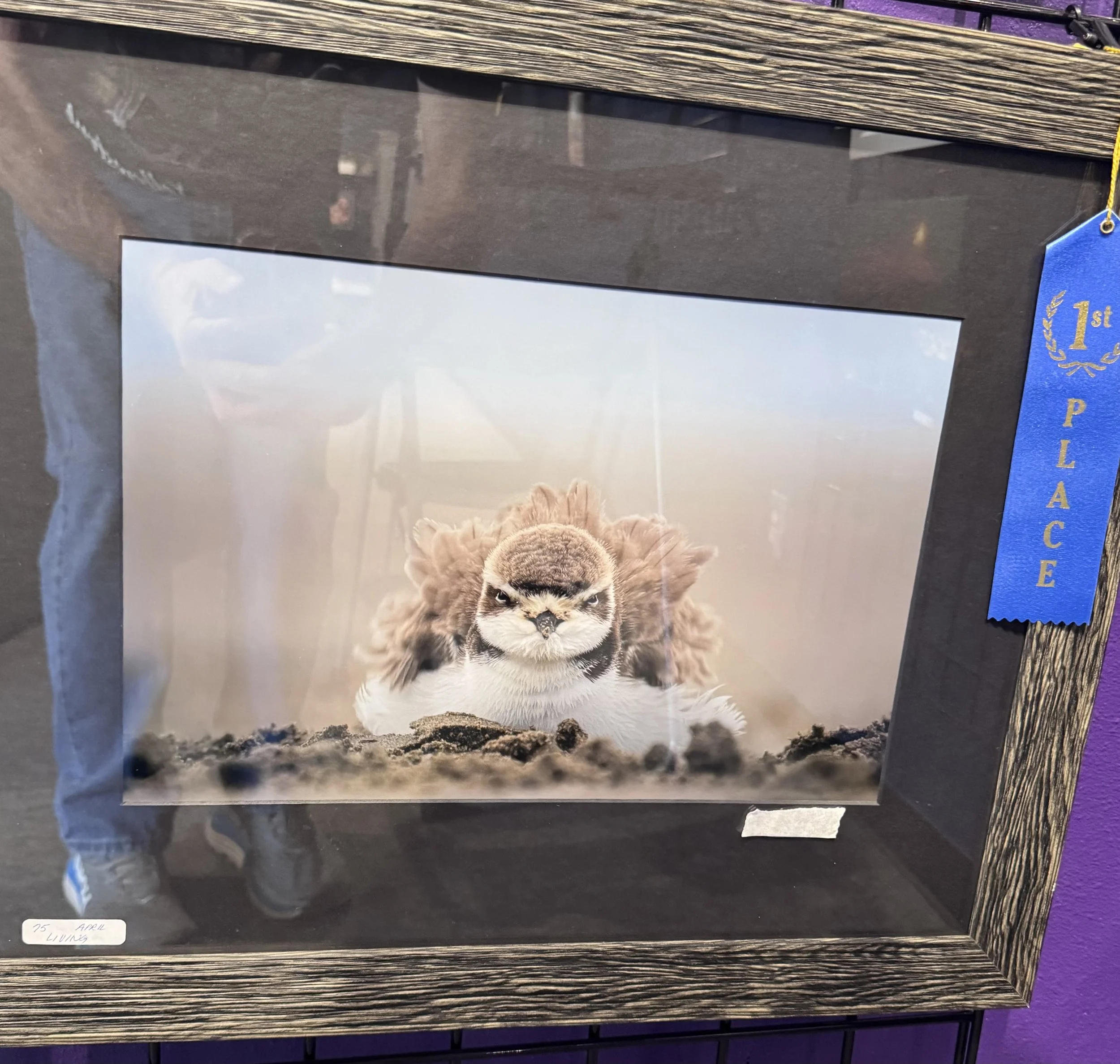A framed photograph of a lion cub resting on ground with a blue ribbon marked '1st place' attached to the frame. The photograph is placed on a black surface with a purple background.