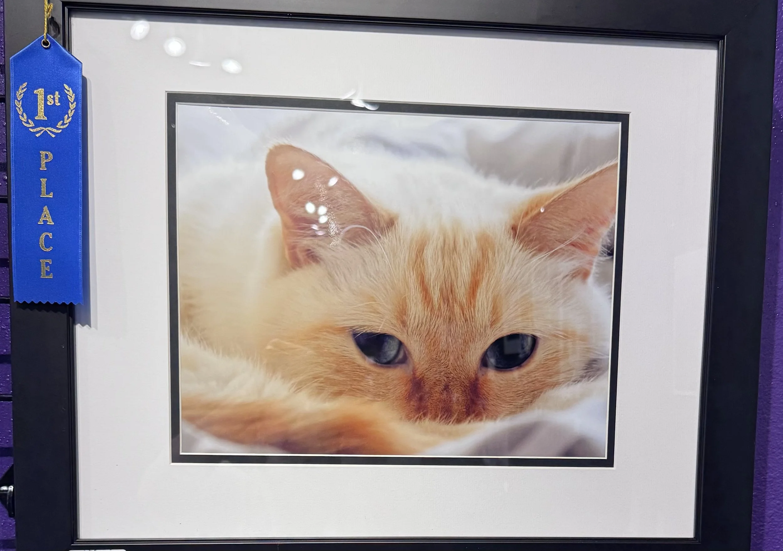Close-up of a framed photo of an orange and white kitten with blue eyes. A blue ribbon with gold lettering saying "1st Place" is hanging on the left side of the frame.
