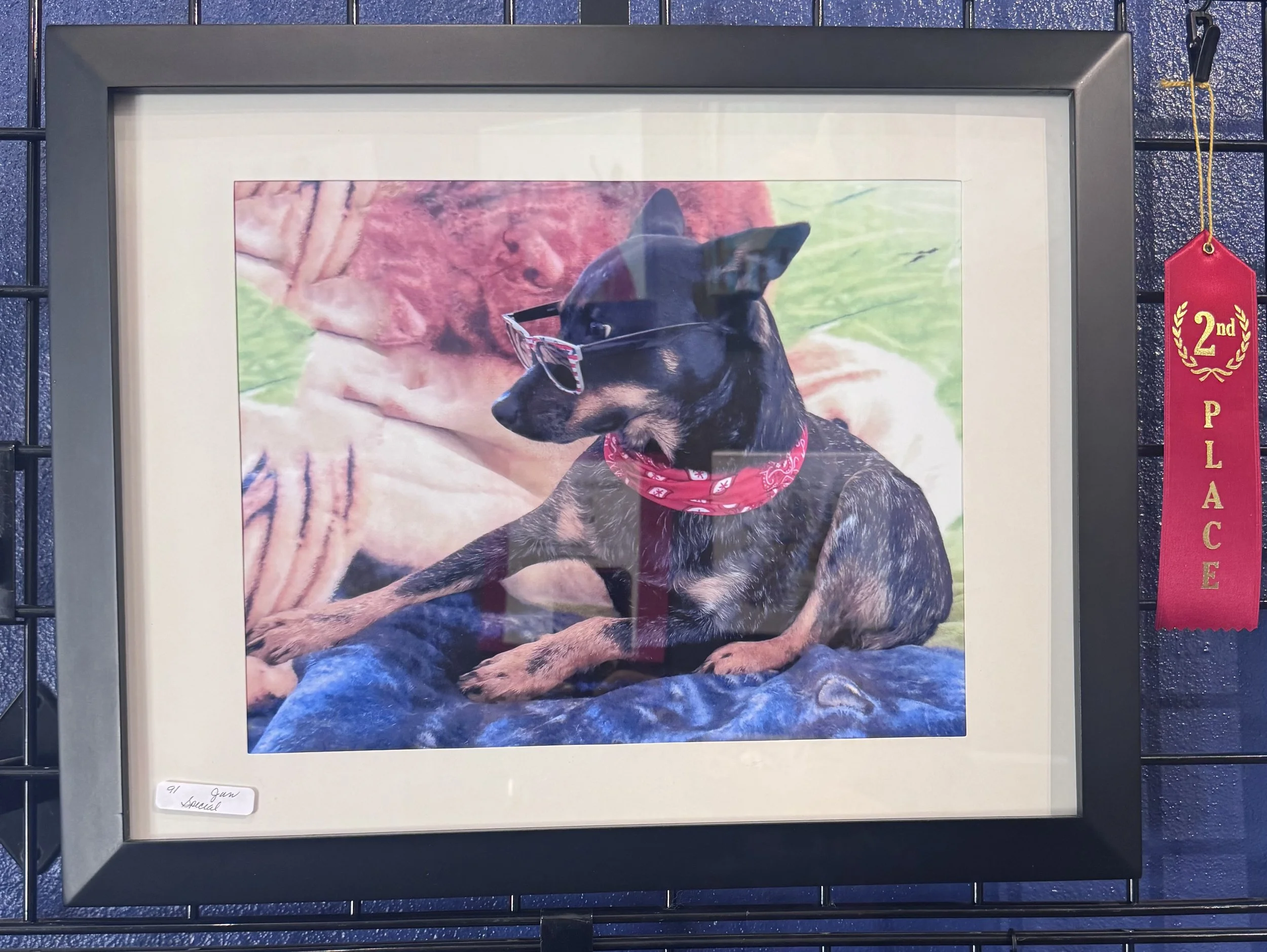Framed photograph of a dog wearing red bandana and sunglasses, resting on a blue blanket, with a blurred background of a person and outdoor setting, displayed at a dog show with a '2nd Place' ribbon hanging nearby.