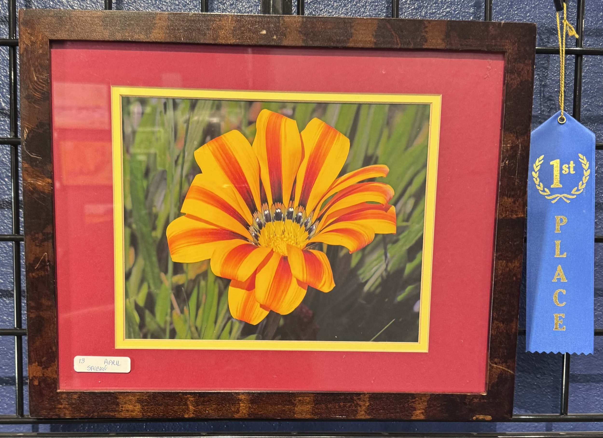 A framed photograph of a vibrant orange and yellow flower, displayed at an art or flower show, with a blue ribbon on the right side indicating first place.