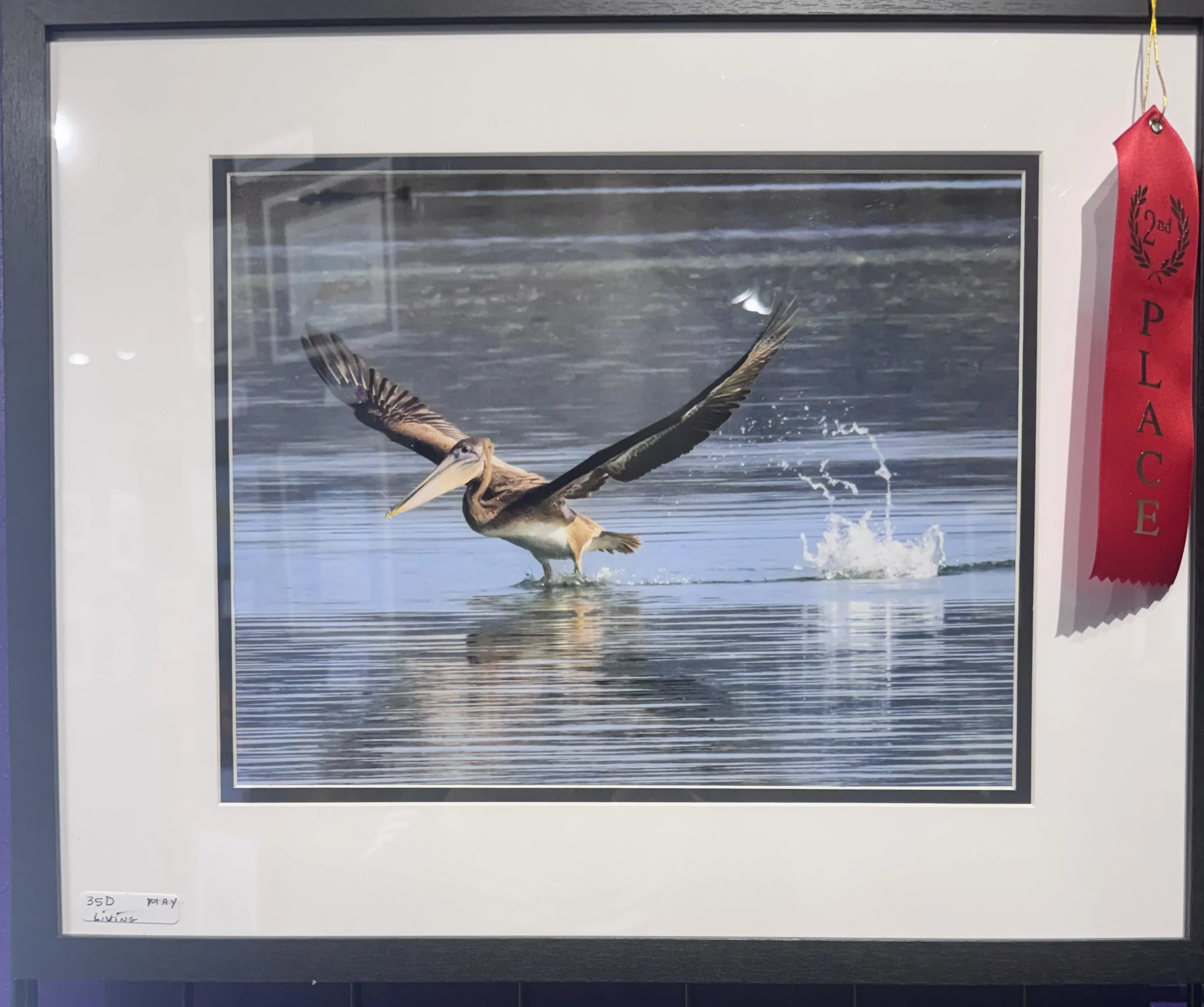 A framed photograph of a pelican taking off from a body of water, with wings spread wide, water splashing beneath it, and a cloudy sky in the background. A red ribbon with black text hangs from the top right corner of the frame.