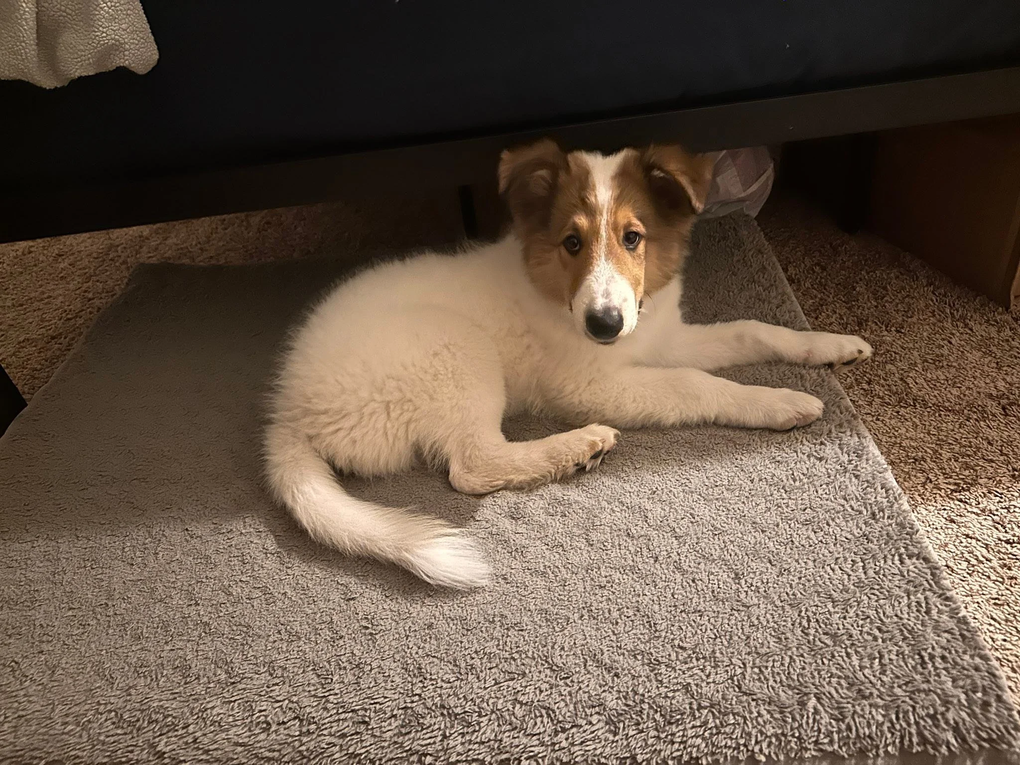 Closing in on 3 months with Odie Bodie 

Side note: if you or someone you know is interested in adding a collie to their family, 5 of Odie&rsquo;s littermates are still looking for their forever homes. Odin is my third collie and the 7th I think in m