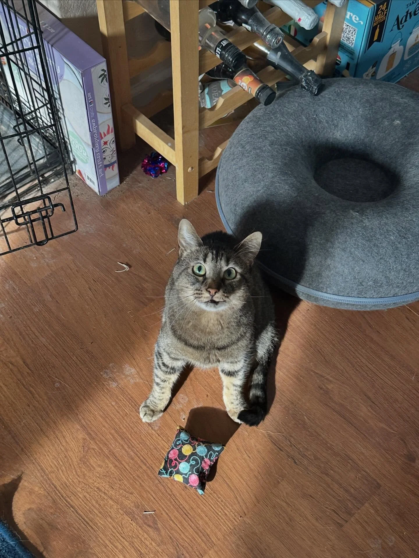 Three years of Theia Jack &mdash; professional shoulder cat, magnet thief, and reluctant victim of Boom&rsquo;s daily harassment ⚡️

Happy 3rd birthday to our electrocuted monster.

Theia has always been fiercely independent, but somehow also the gen