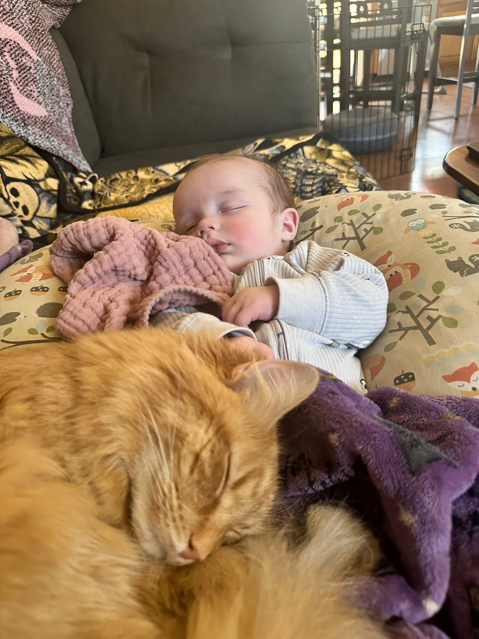 My boys ✨

Hagrid hated Ollie when we came home. I imagine he felt I abandoned him for 5 days and came home with his competition. He wouldn&rsquo;t come near me for days. We had to block him from the nursery after catching him trying to spray in it. 