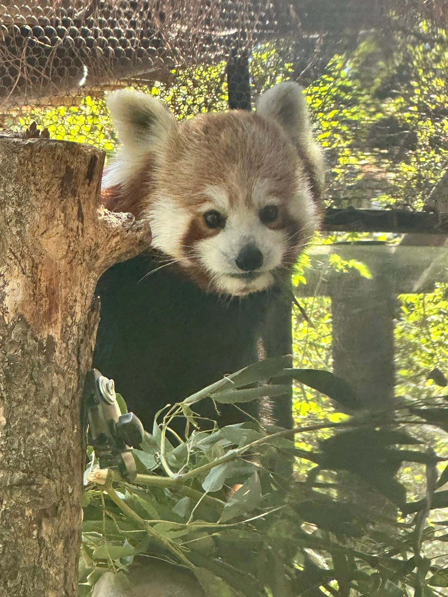 For Christmas last year, Rjay got me a sponsorship of sweet Cora the Red Panda (with help from the amazing Adey) at @cheyennemountainzoo - as part of that, today I got to feed the sassy girl and help set up her bamboo. 

I love this zoo so much. You 