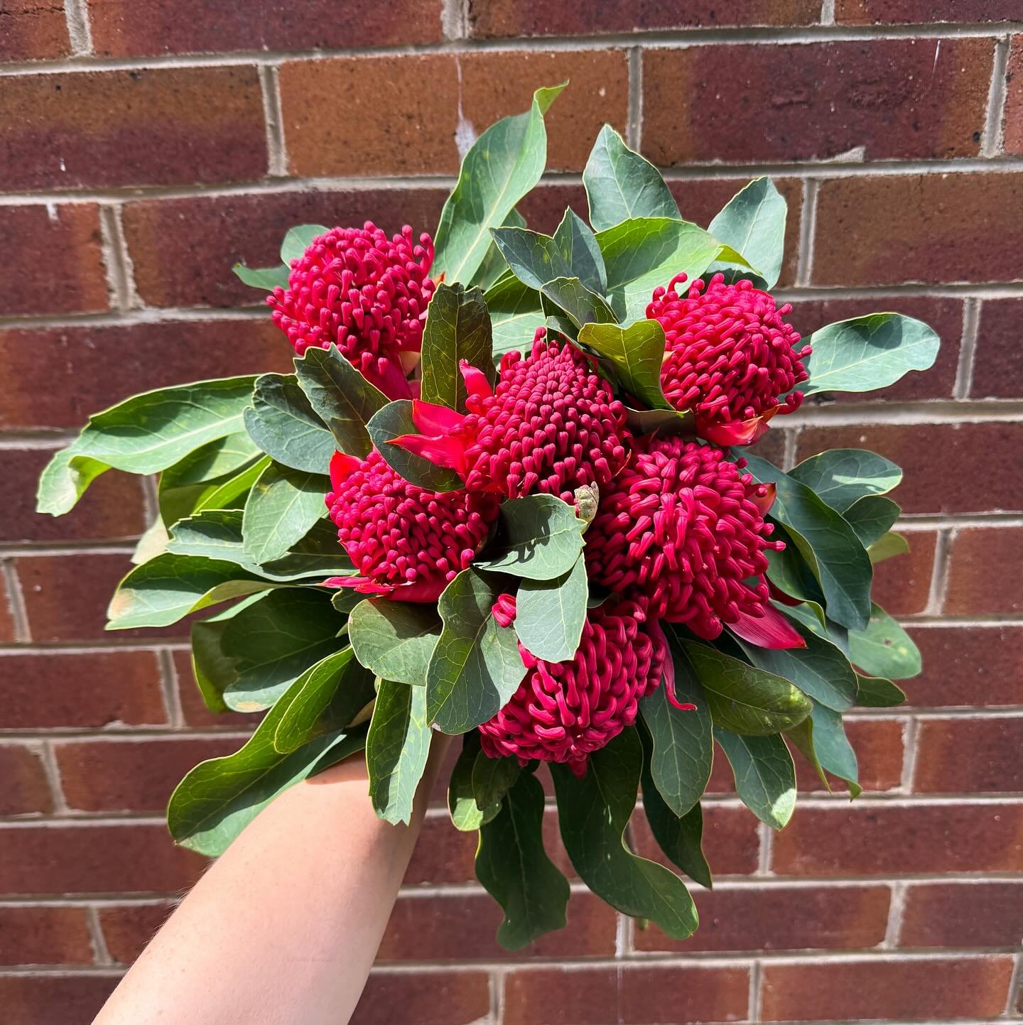 ❤️ Deliciously juicy Waratahs. The fiery flower of resilience and beauty. - More than just a bloom, the Waratah is Australia&rsquo;s symbol of strength and beauty, standing tall and vibrant even through fire.🔥

Florpetalflorist.com 

 #Waratah #Aust