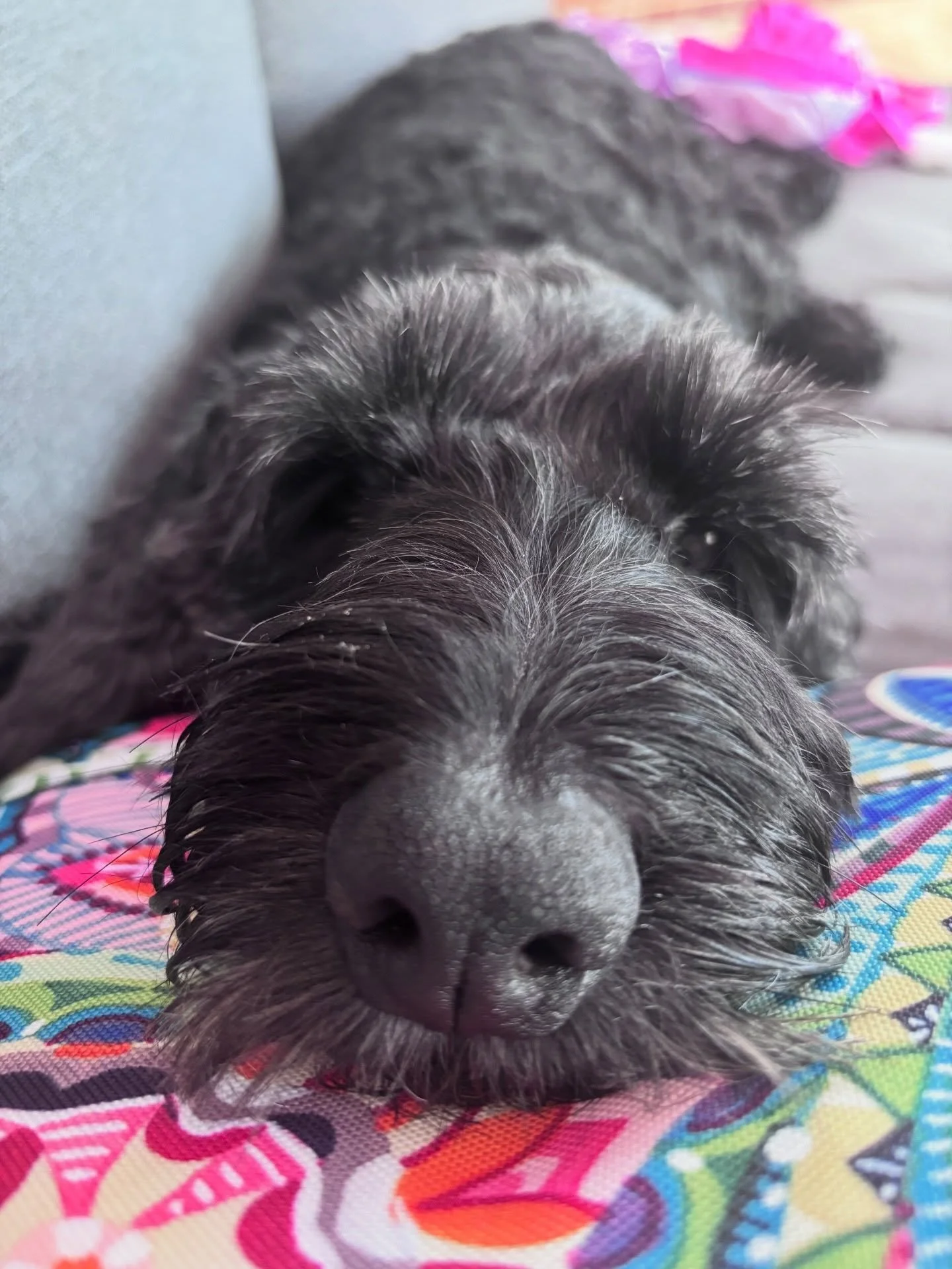 Bits and bobs from March | Not been showing up on socials, not for any reason other than life is busy | So a bit of me recently | lots of animals | my daughters 5th bday!!! | camping and everything in between