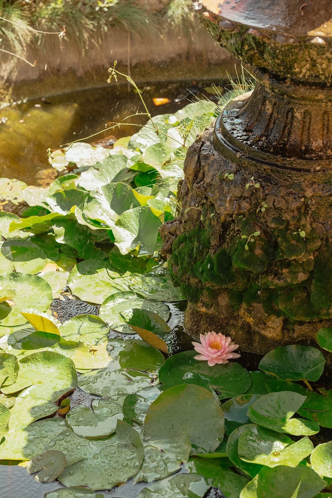 Close-up of the Villa Lena fountain with water lilies, capturing quiet moments of nature during a Tuscan wedding day.