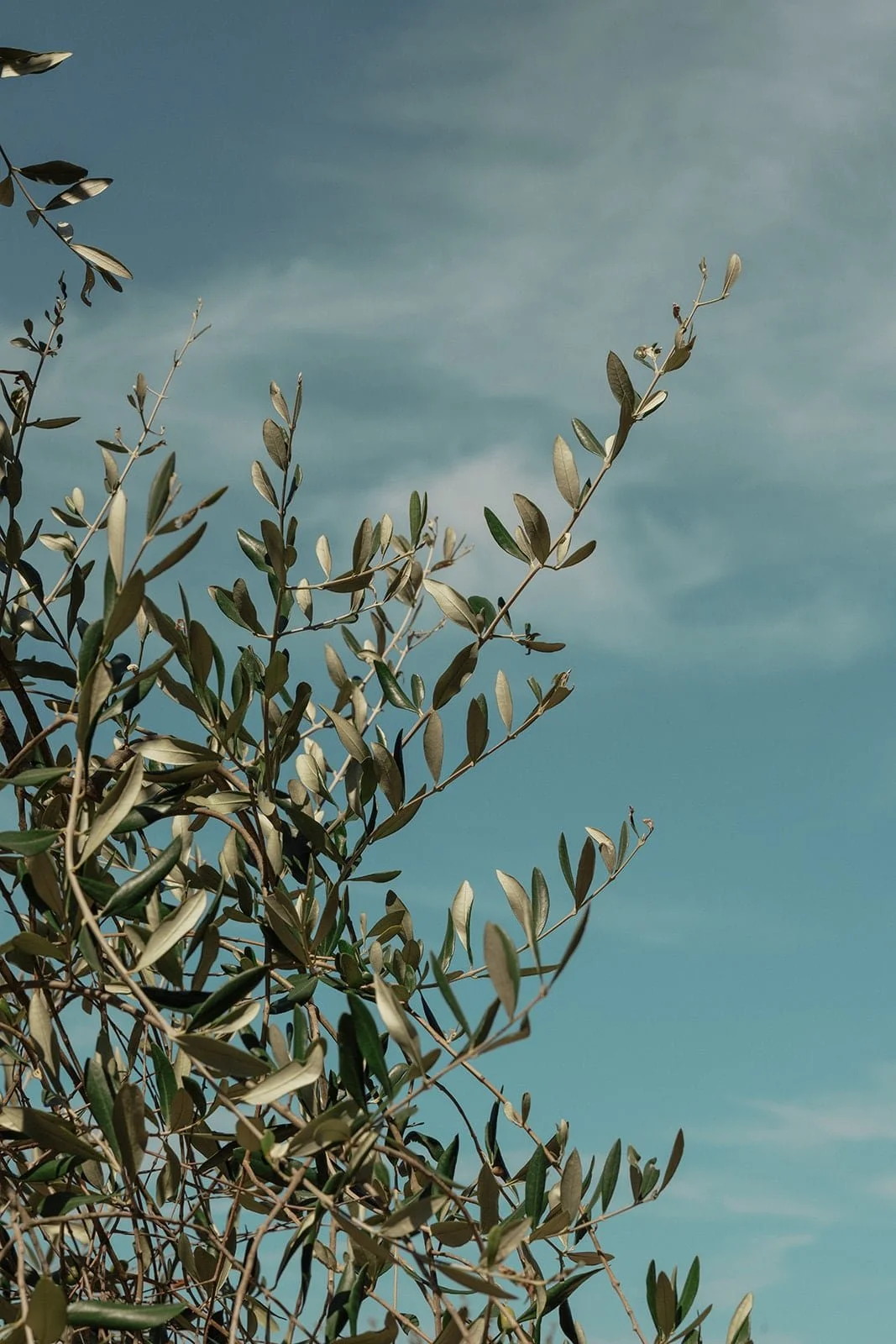 Olive branches moving in the summer breeze beneath a clear Tuscan sky, photographed at Villa Lena.