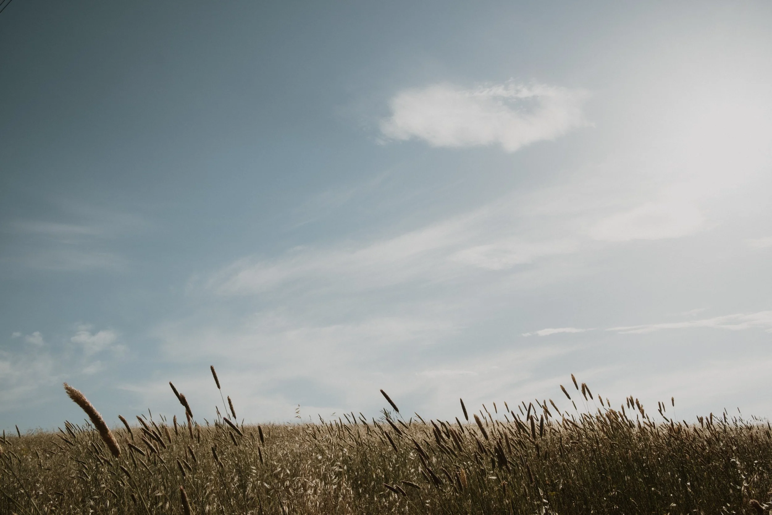 Soft summer sky over golden Tuscan fields, with tall wild grasses moving in the breeze, capturing the quiet and timeless atmosphere of Val d’Orcia, Italy.