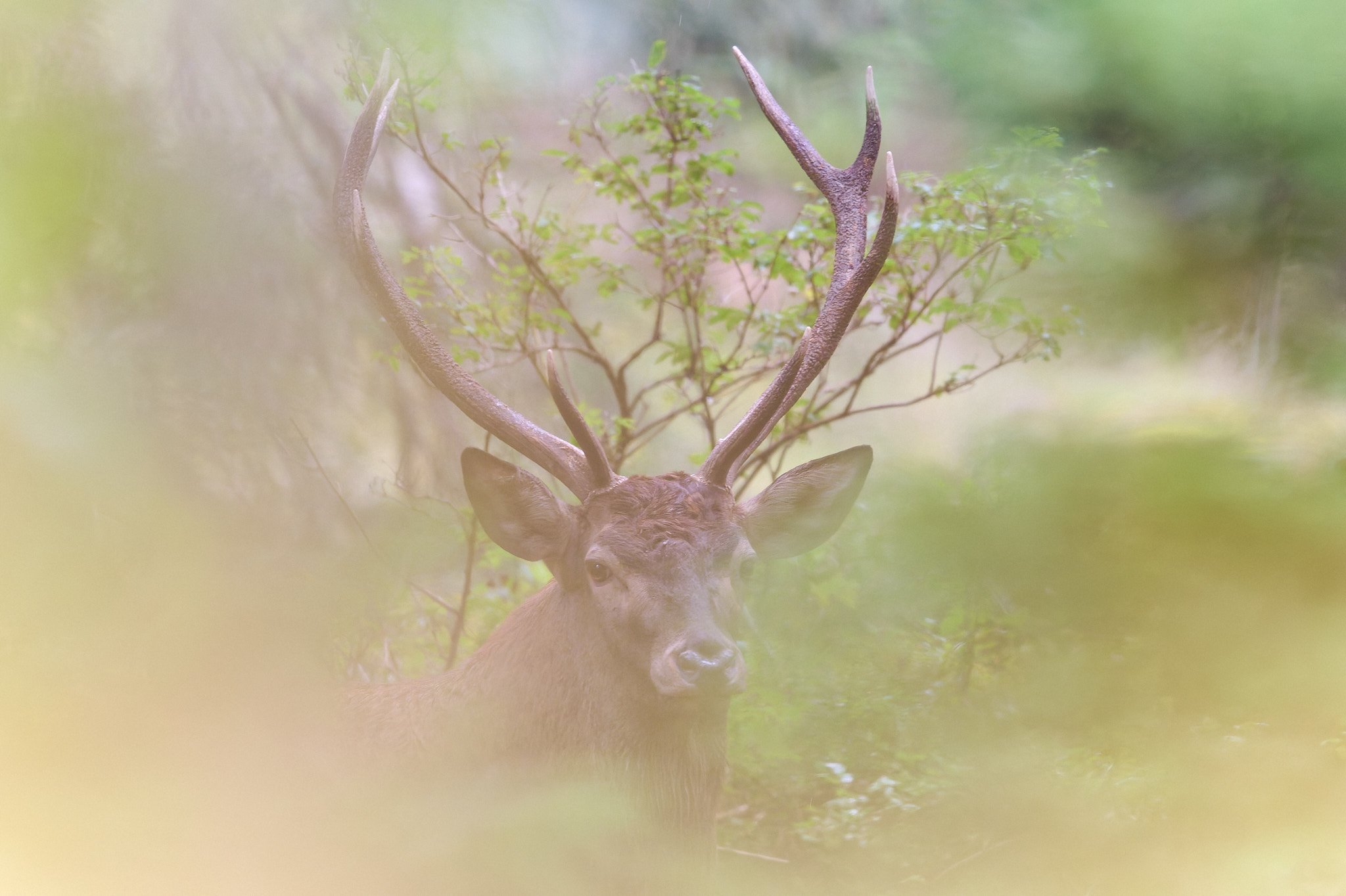 Stage Hooter + Photo animalière au coeur du brame