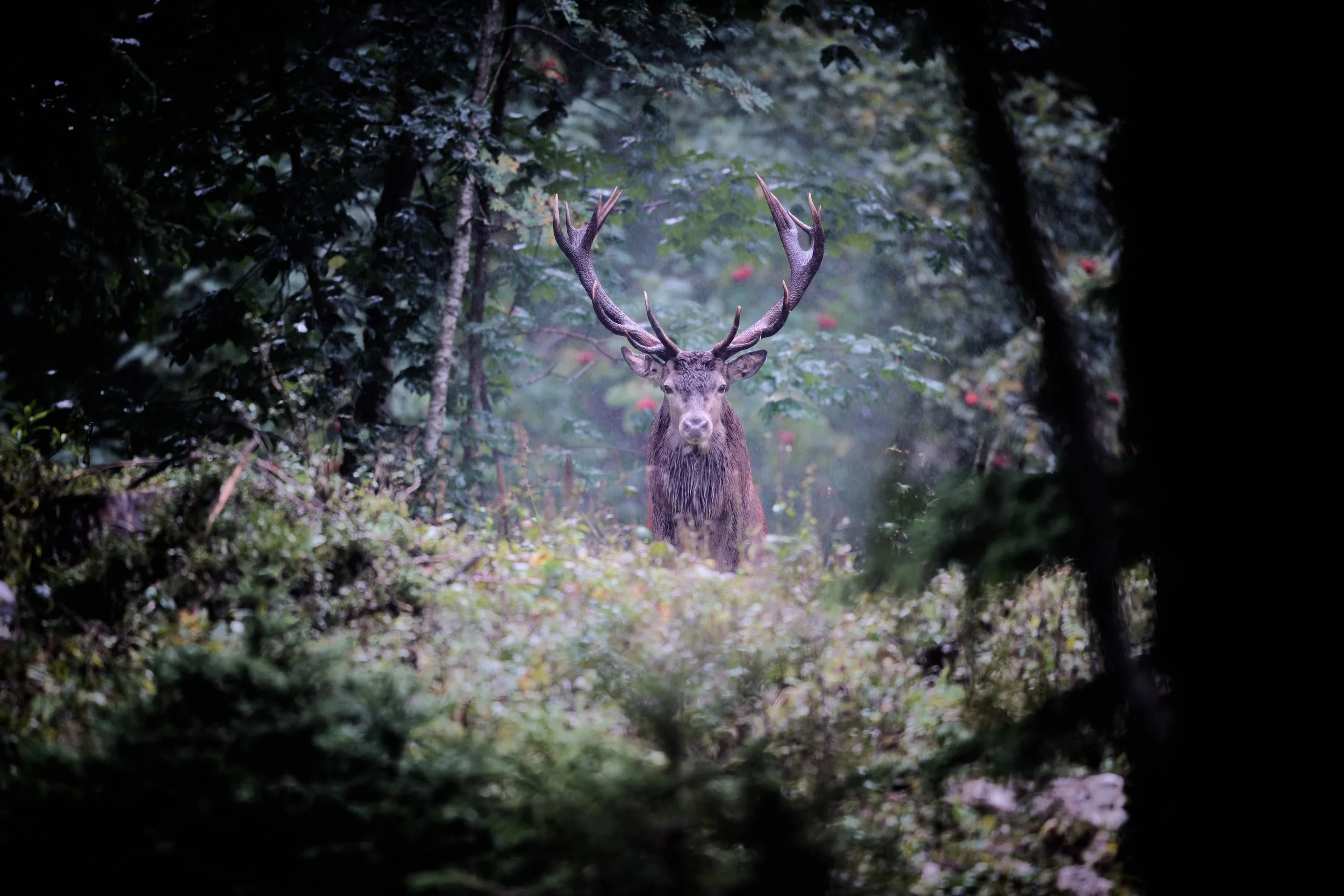 20250914-_DSC1807- Cerf - Chandelier - Nicolas Blanc-2.jpg