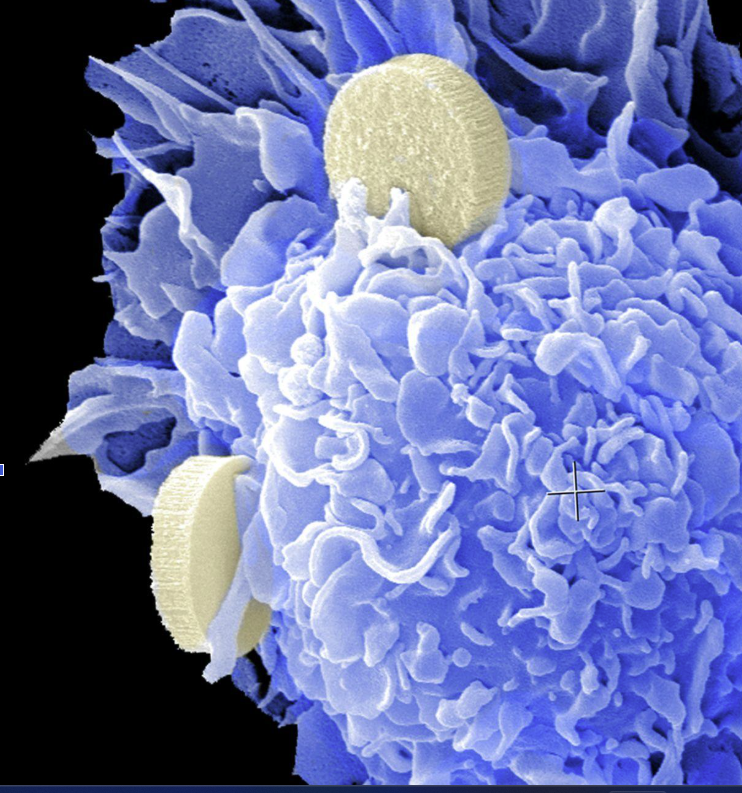 Projektledning inom Life Science