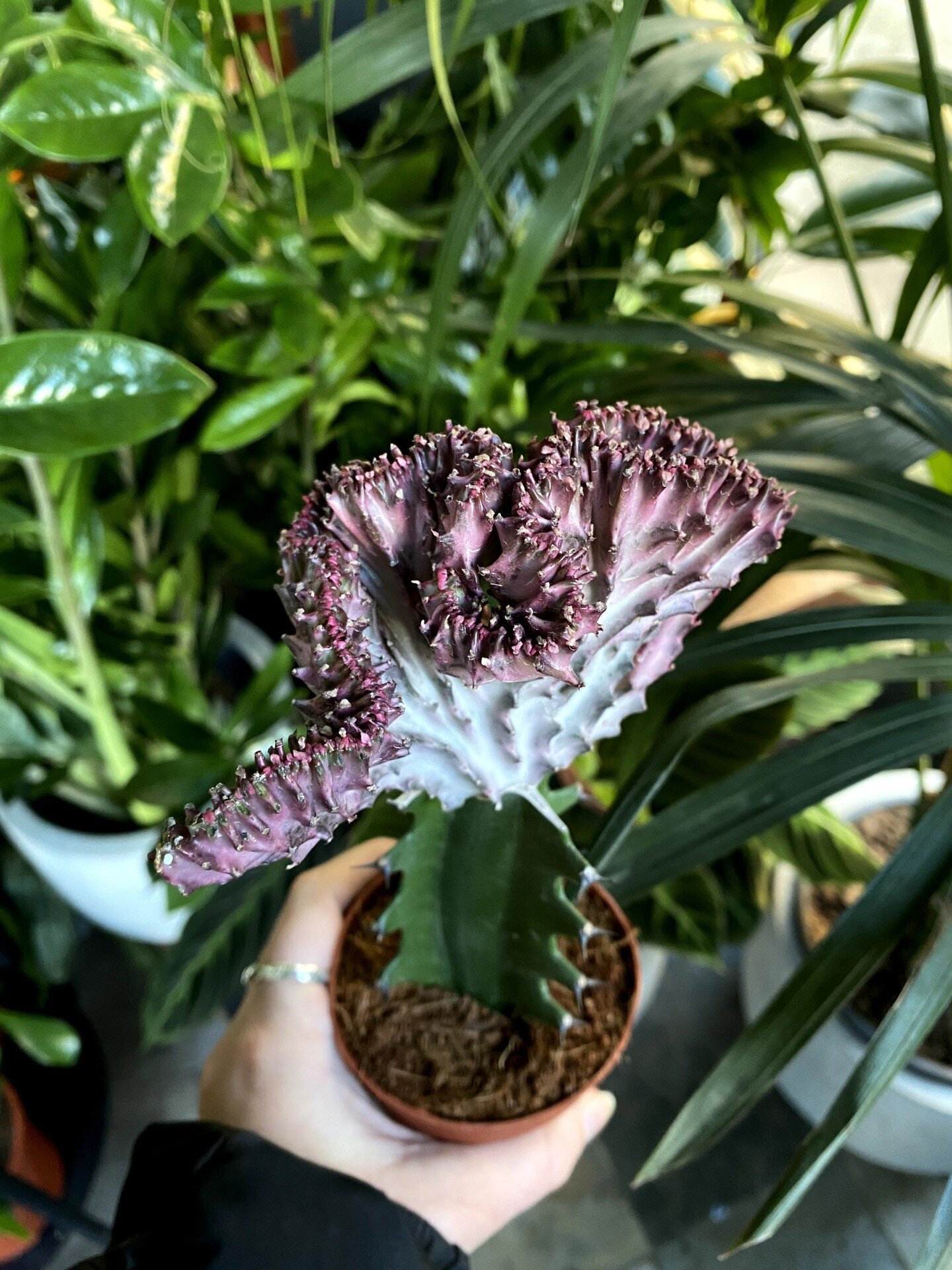 Two types of Euphorbia grafted to gather to make one 🌵

Plant ref: Coral Cactus

#coralcactus #cactus #cacti #plants #plantshop #londonplantshop #northlondon #greenliving #indoorjungle #houseplants #leaf #plantinspo #houseplantclub #plantobsessed #p