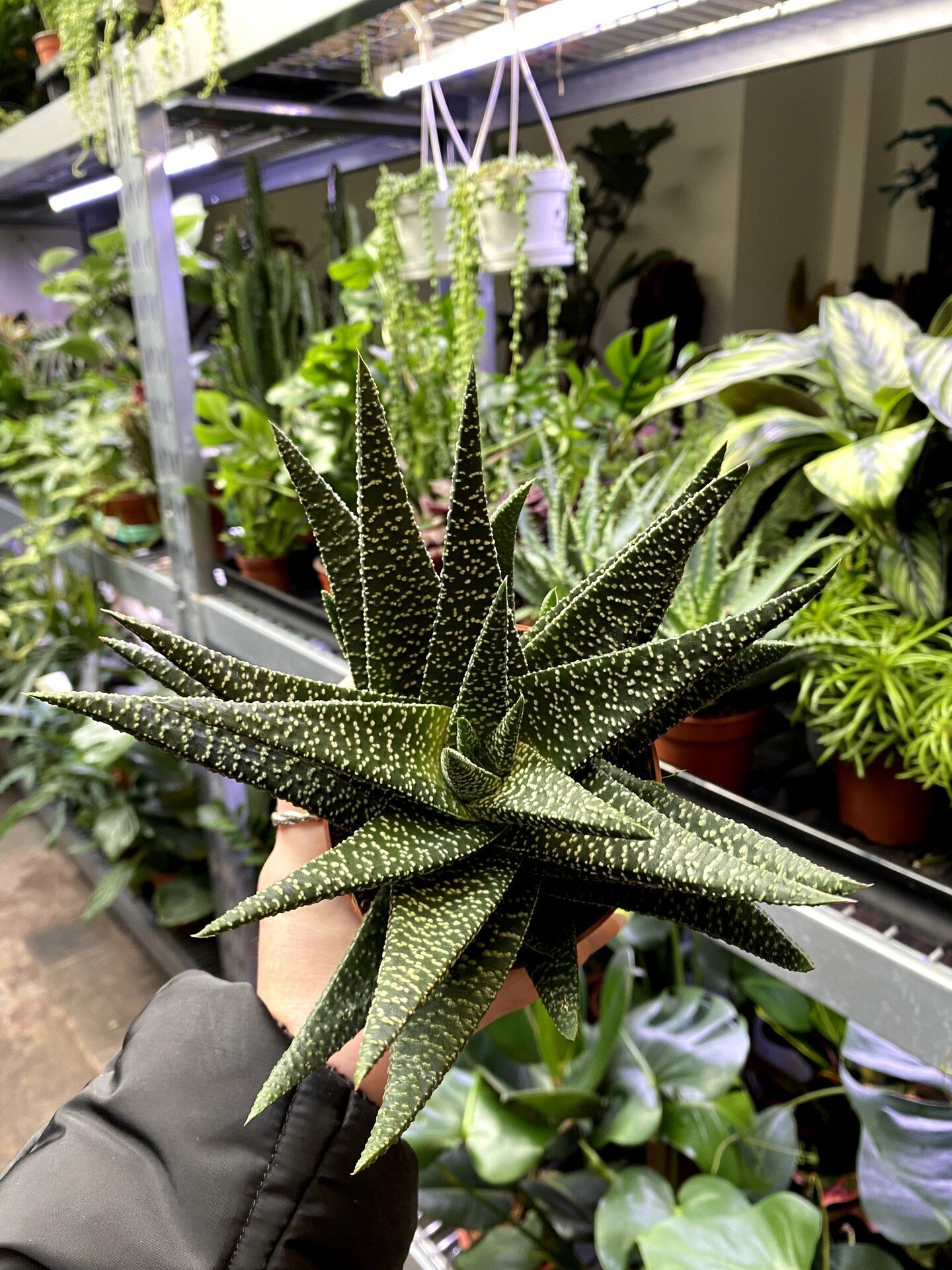 Miss our Friday plant drop? No stress, next orders will be going out on Tuesday!

Weekend opening hours:
Sat 10-5
Sun 10-4

Stop by and say hi ✌47 Park Road / N8 8TE 📍

Plant ref: Haworthia Seastar

#Haworthia #Seastar #succulent #plants #plantshop 