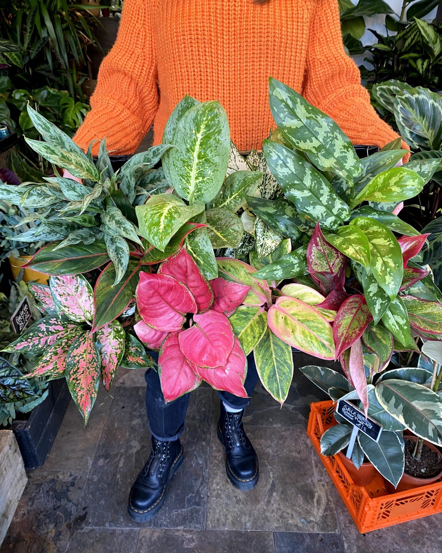 Anyone else on a mission to collect every Aglaonema possible?! 😅  We're hooked.

Just landed in store - Drop by this weekend and grab 1 [or 9]
Low maintenance + great air purifiers 👌

#plants #nature #plantsofinstagram #plantsmakepeoplehappy #house