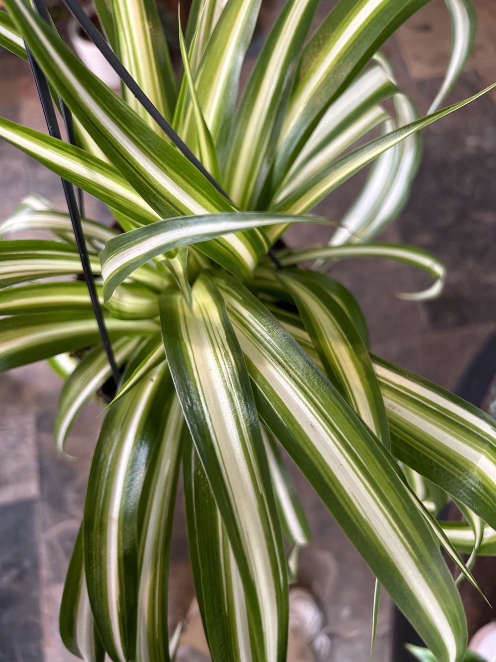 Spider Plant Chlorophytum Variegatum, Established plant approx. 15cm length