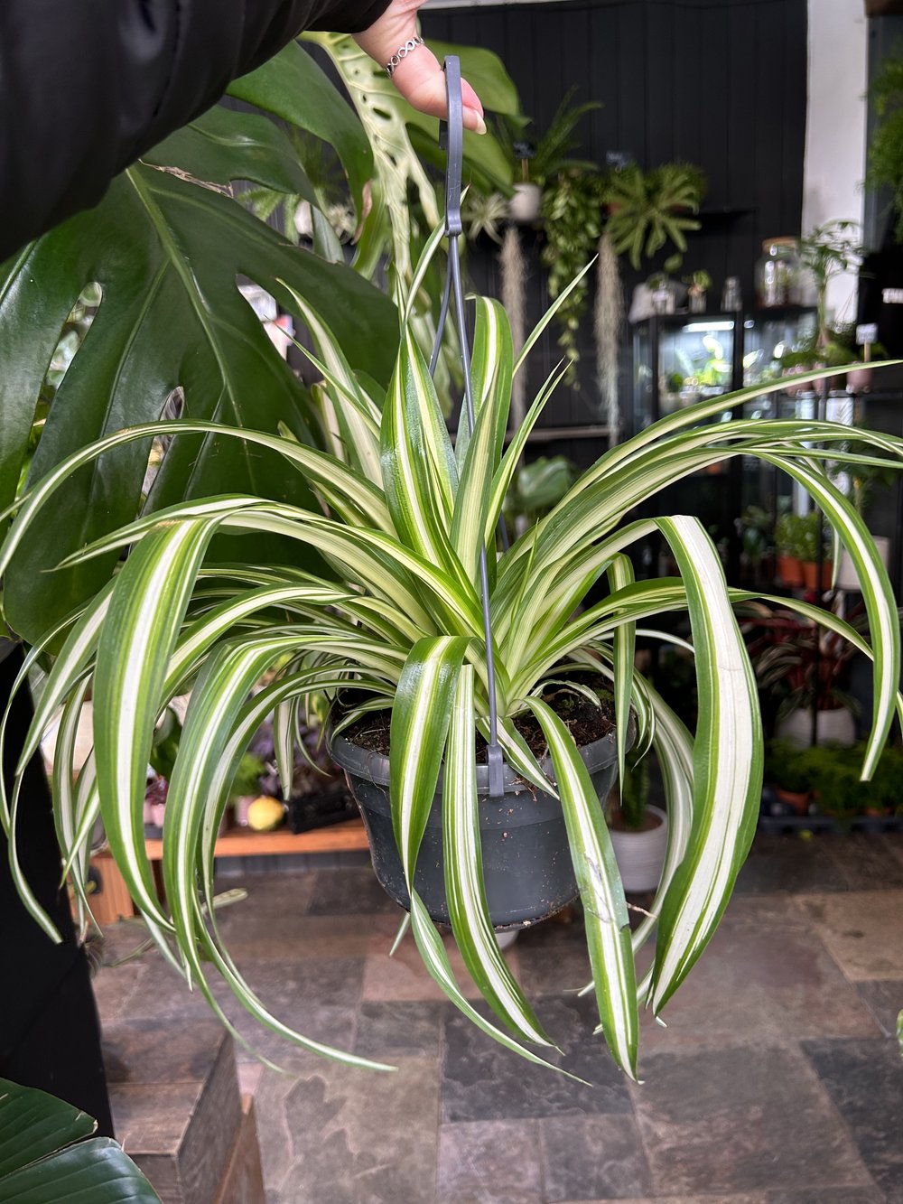 Spider Plant Chlorophytum Variegatum, Established plant approx. 15cm length