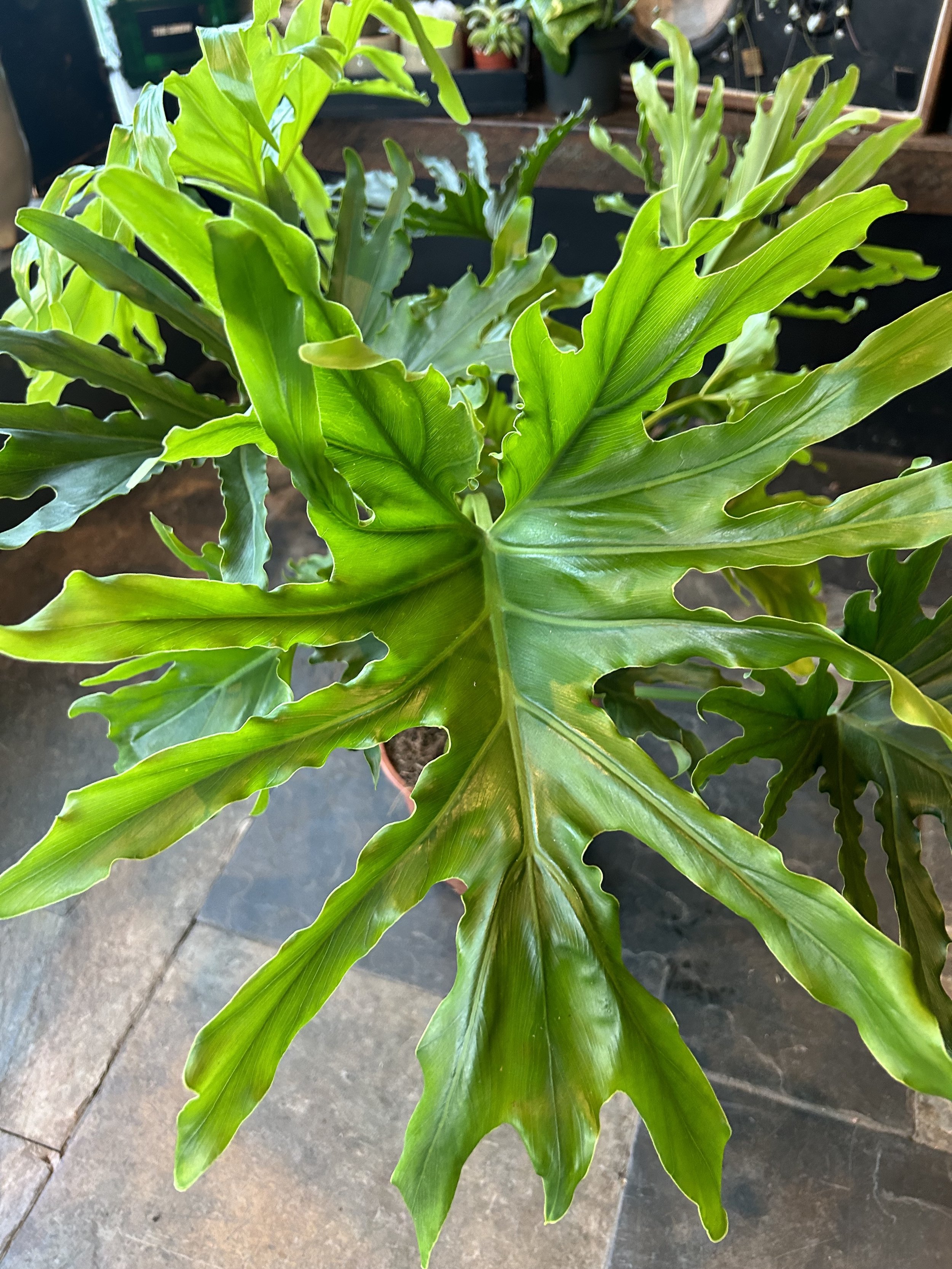 Philodendron ‘Lickety Split’
