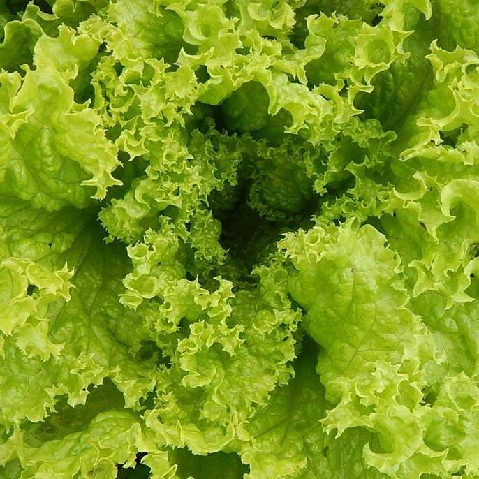 veg 4.jpg