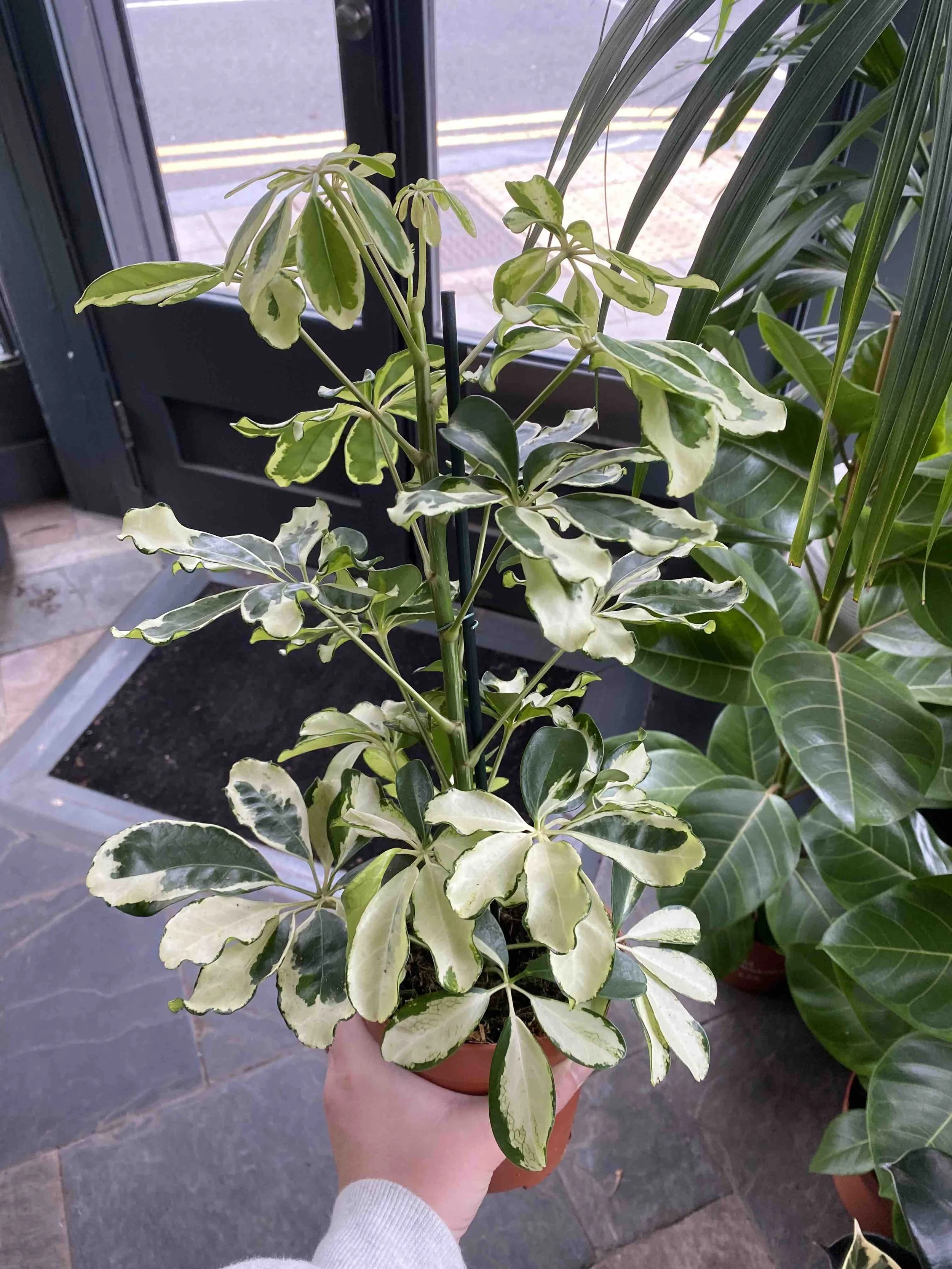 Plant Profile | Umbrella Tree — The Grow