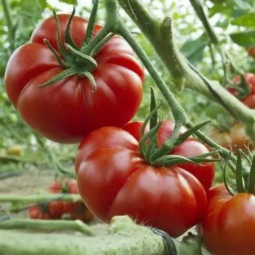 veg 2.jpg