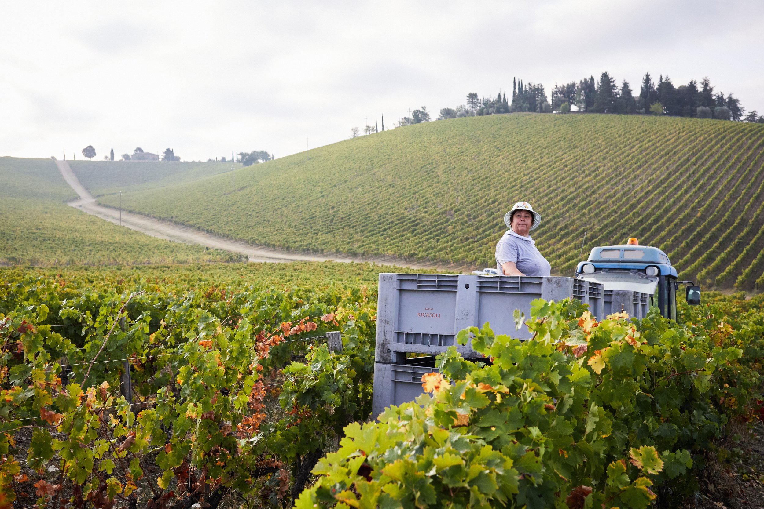 Weinbau in einer hügeligen Weinregion, eine Frau steht auf einem Traktor, umgeben von Reben.
