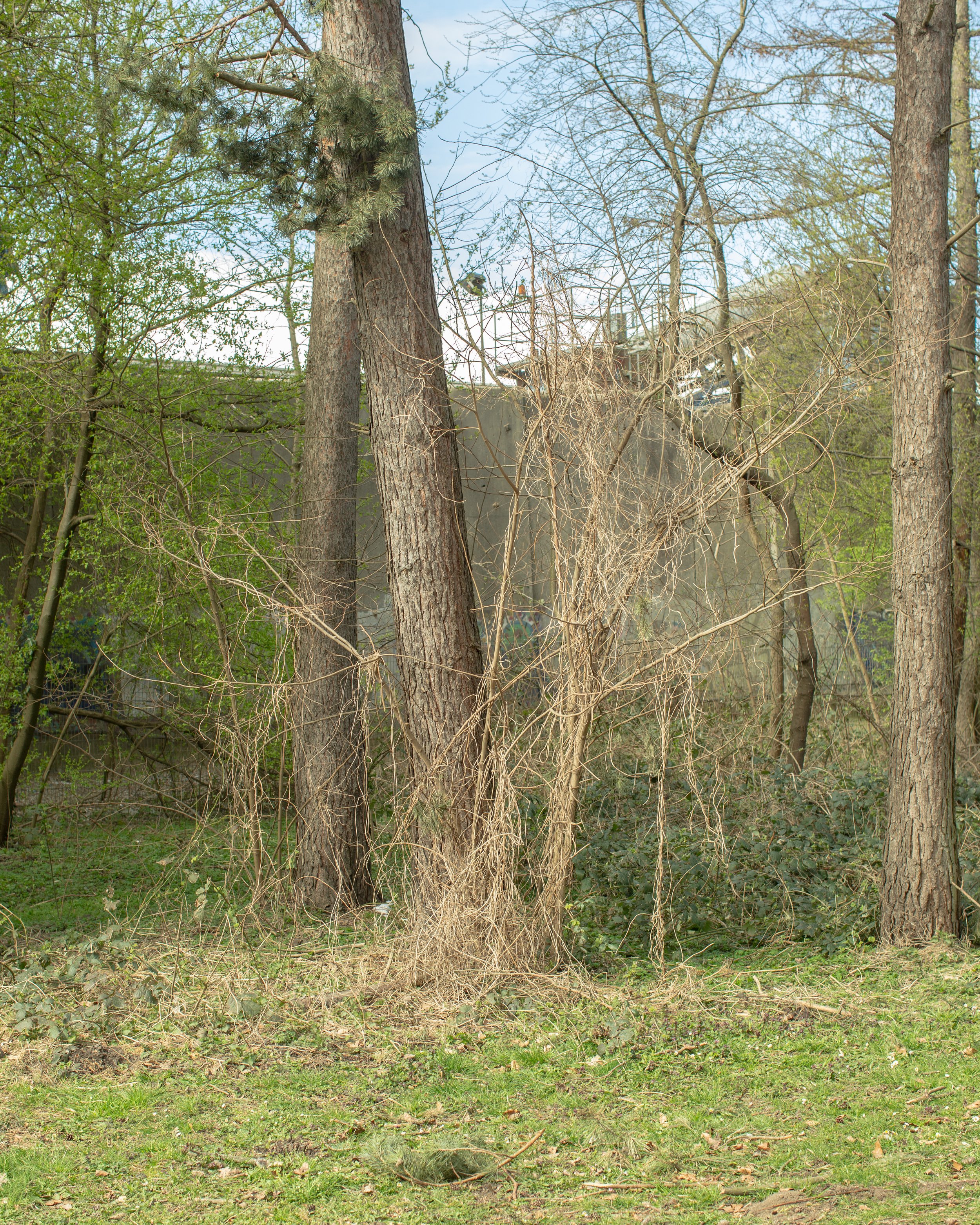 Blick auf einen Wald mit mehreren Bäumen, einige kahle Äste und eine alte Dachkonstruktion im Hintergrund, teilweise verdeckt durch Zweige.