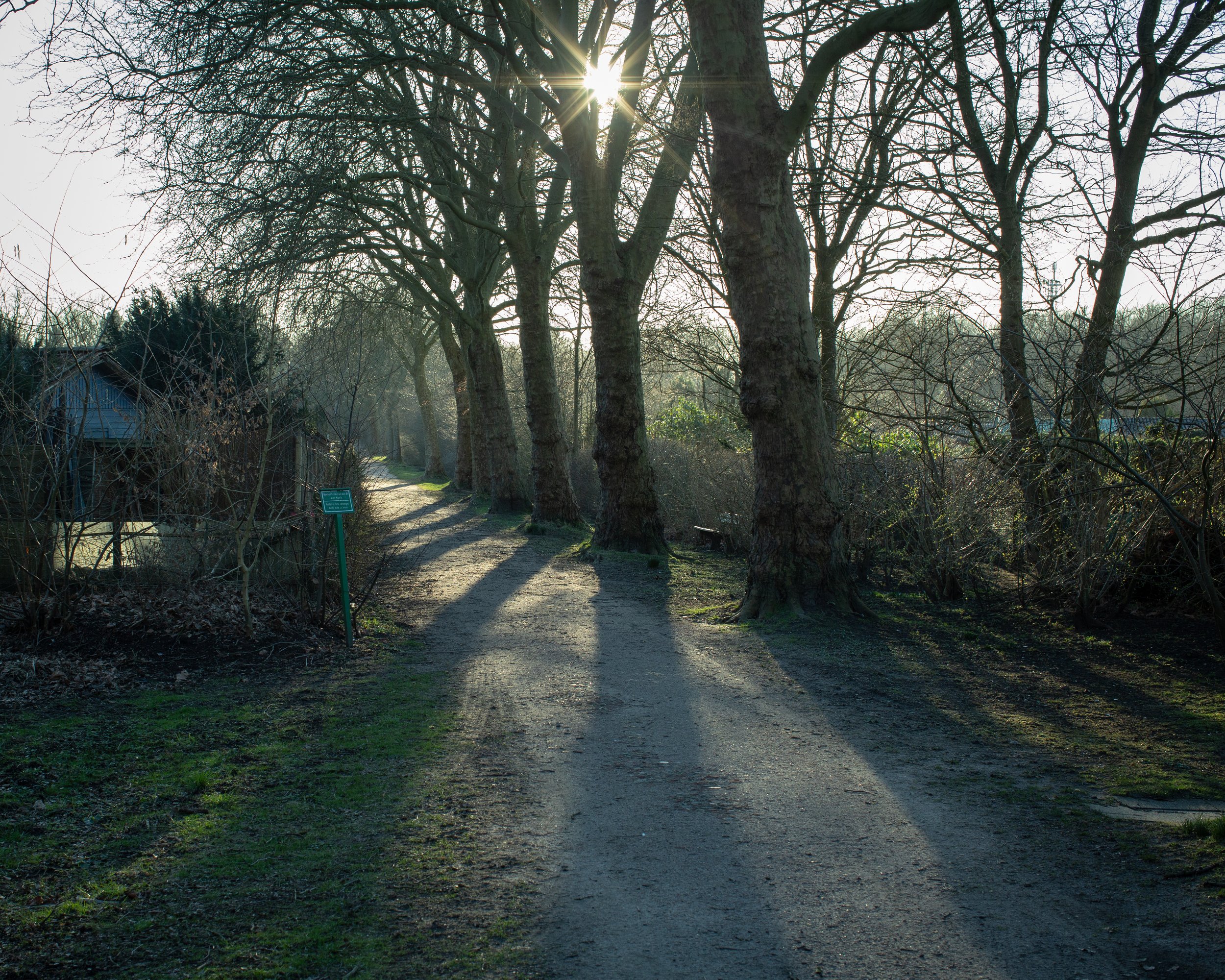 Ein schmaler unbefestigter Weg verläuft zwischen großen, teils kahlen Bäumen, die Schatten auf den Weg werfen, bei Sonnenuntergang oder -aufgang.