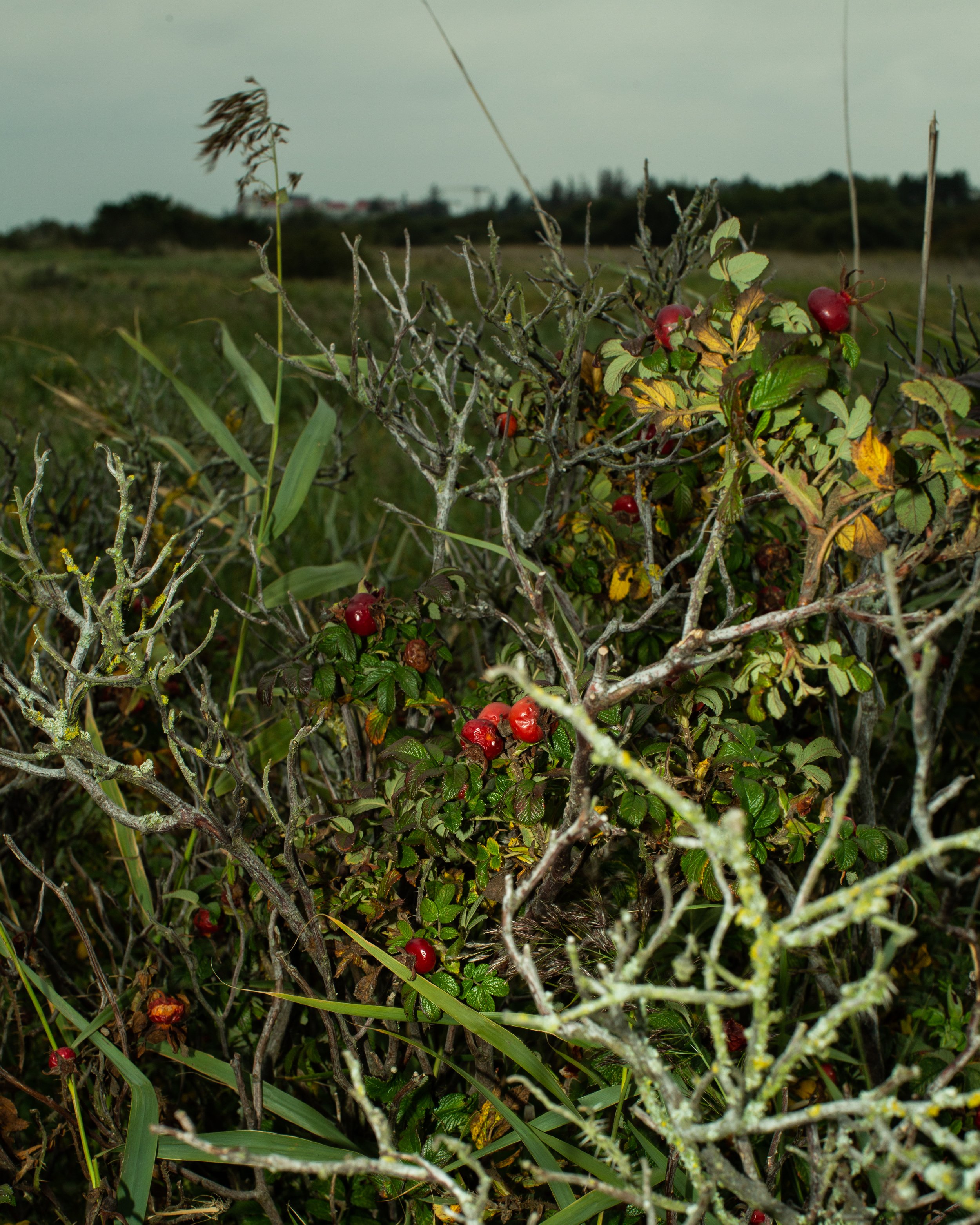 Kräuselbeere-Strauch mit roten Beeren im Wildwuchs in einer offenen Landschaft.