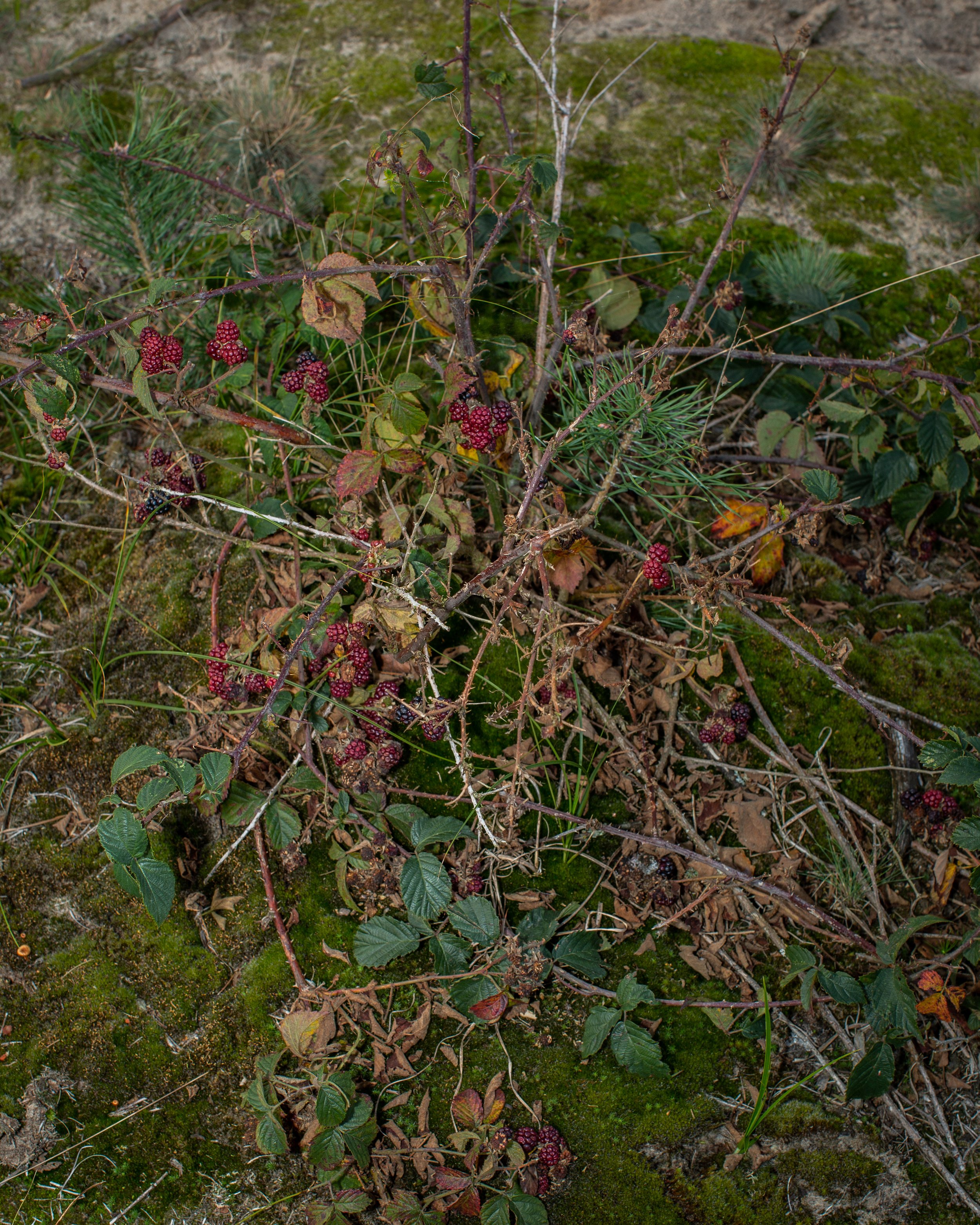 Boden mit Moos und verschiedenen Pflanzen, darunter Brombeeren mit unreifen roten Beeren.