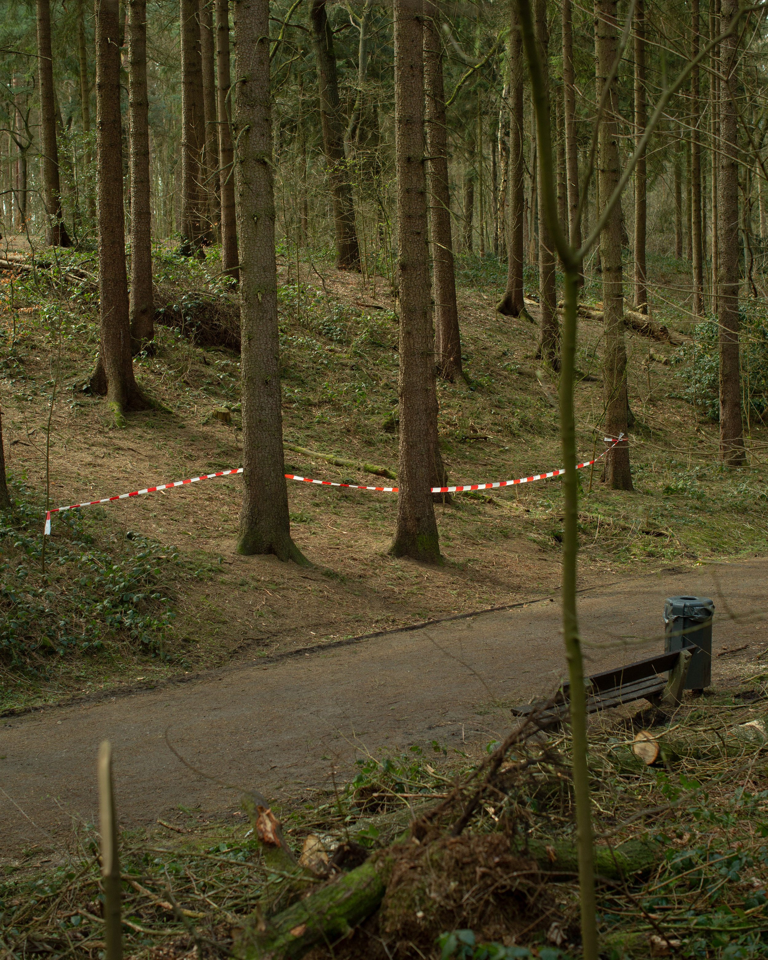 Ein Waldbereich mit Bäumen und einem abgesperrten Bereich durch rote und weiße Absperrbänder.