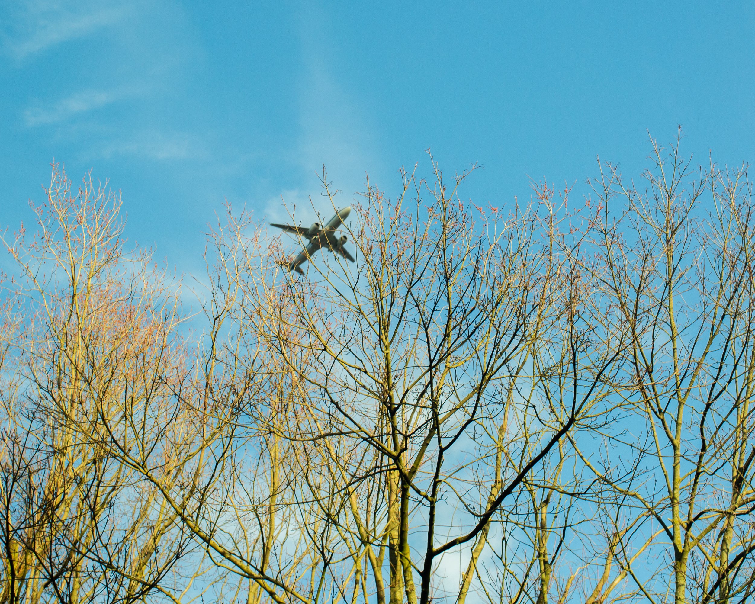 Ein Flugzeug fliegt über kahle, helle Bäume gegen einen blauen Himmel mit wenigen Wolken.
