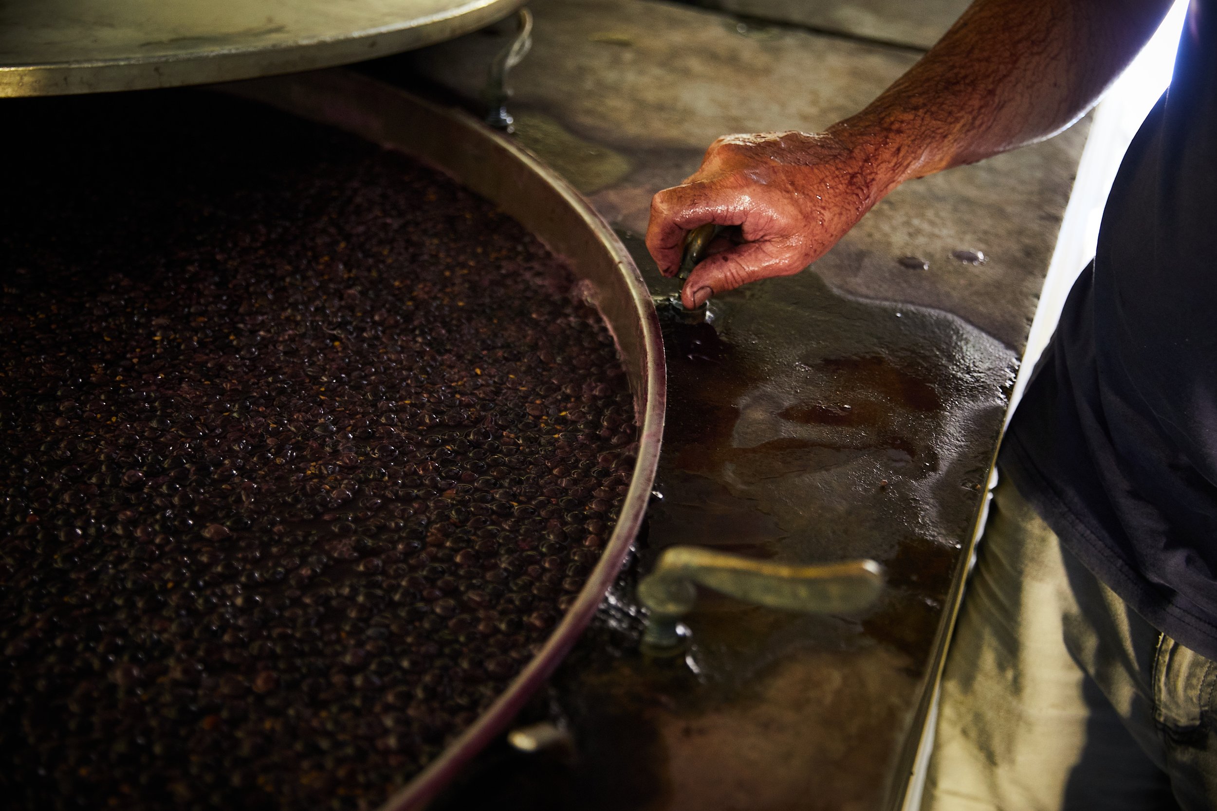 Hand, die schwarze Trauben in einer Weinkellerei verarbeitet.