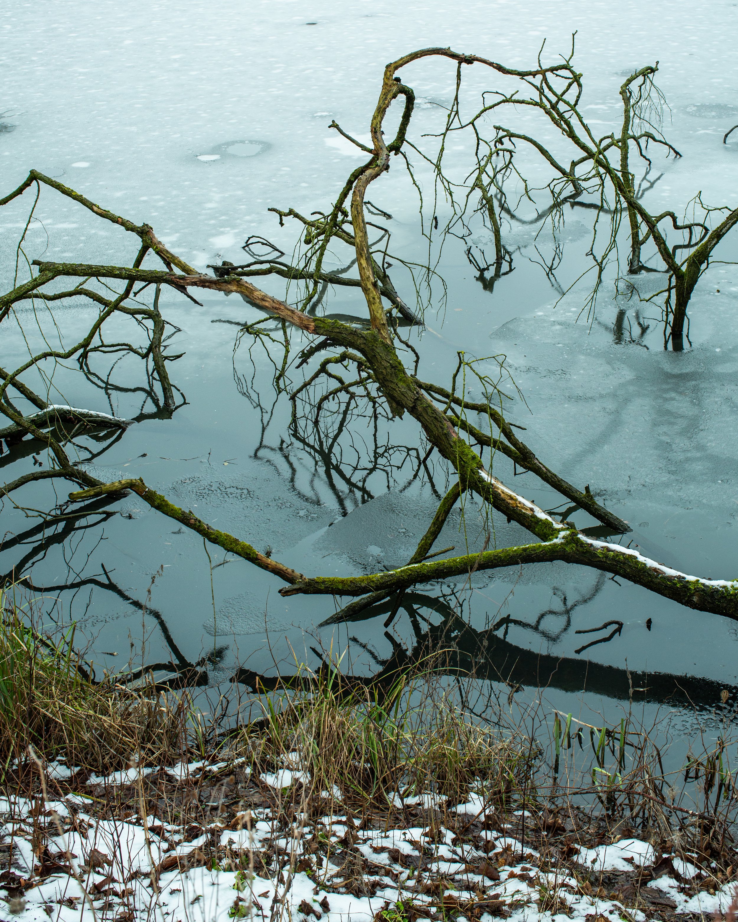 Verlassene Äste in einer dünn gefrorenen Wasserfläche mit Schneeresten am Ufer.
