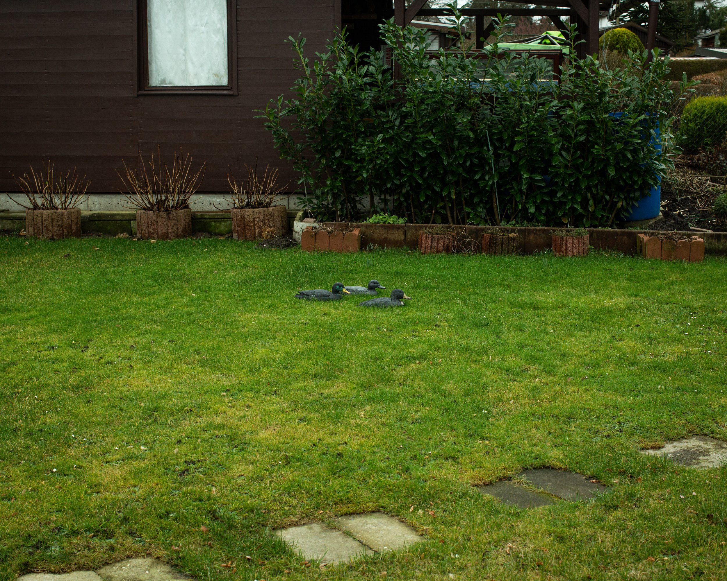 Garten mit grüner Rasenfläche, drei Enten-Figuren auf dem Boden, hinter einem Busch, und einem Haus mit Holzverkleidung im Hintergrund.