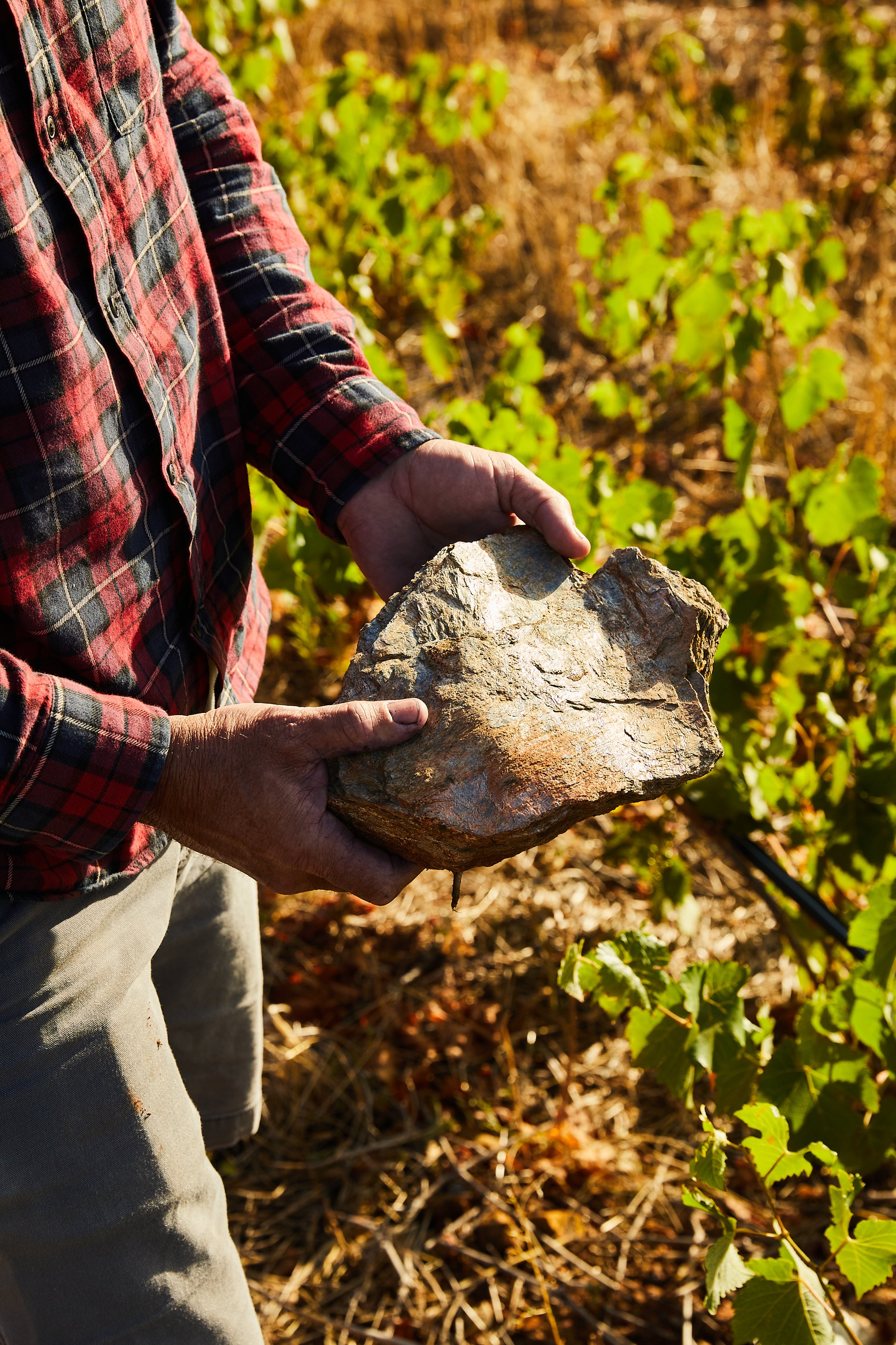 Person hält einen großen Stein in den Händen in einem Weinberg bei Sonnenlicht.