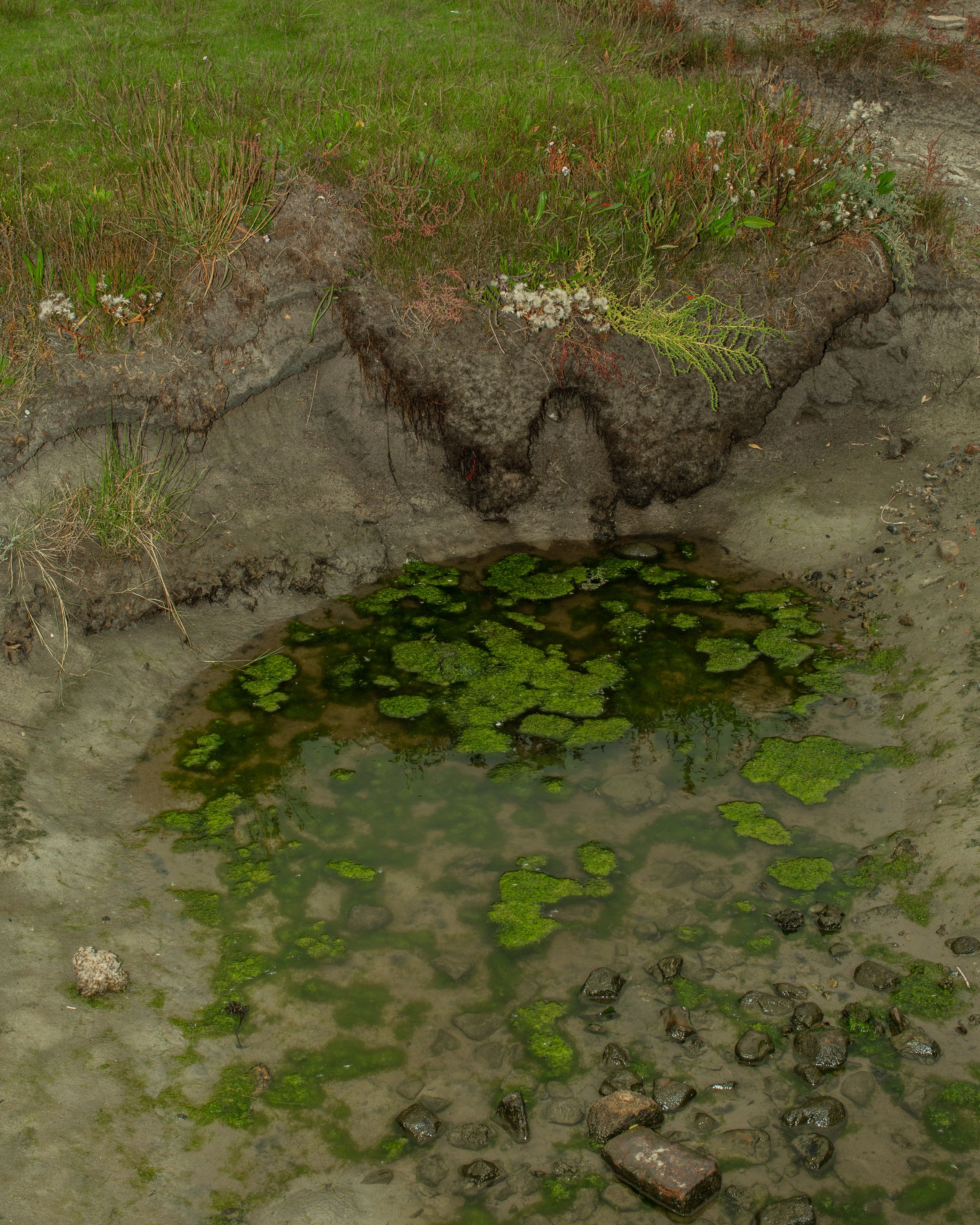 Ein kleiner, flacher Teich mit grüner Wasserpflanzenbedeckung, umgeben von sandigem Boden und an einer steilen Uferböschung wachsende Gräser und kleine Pflanzen.