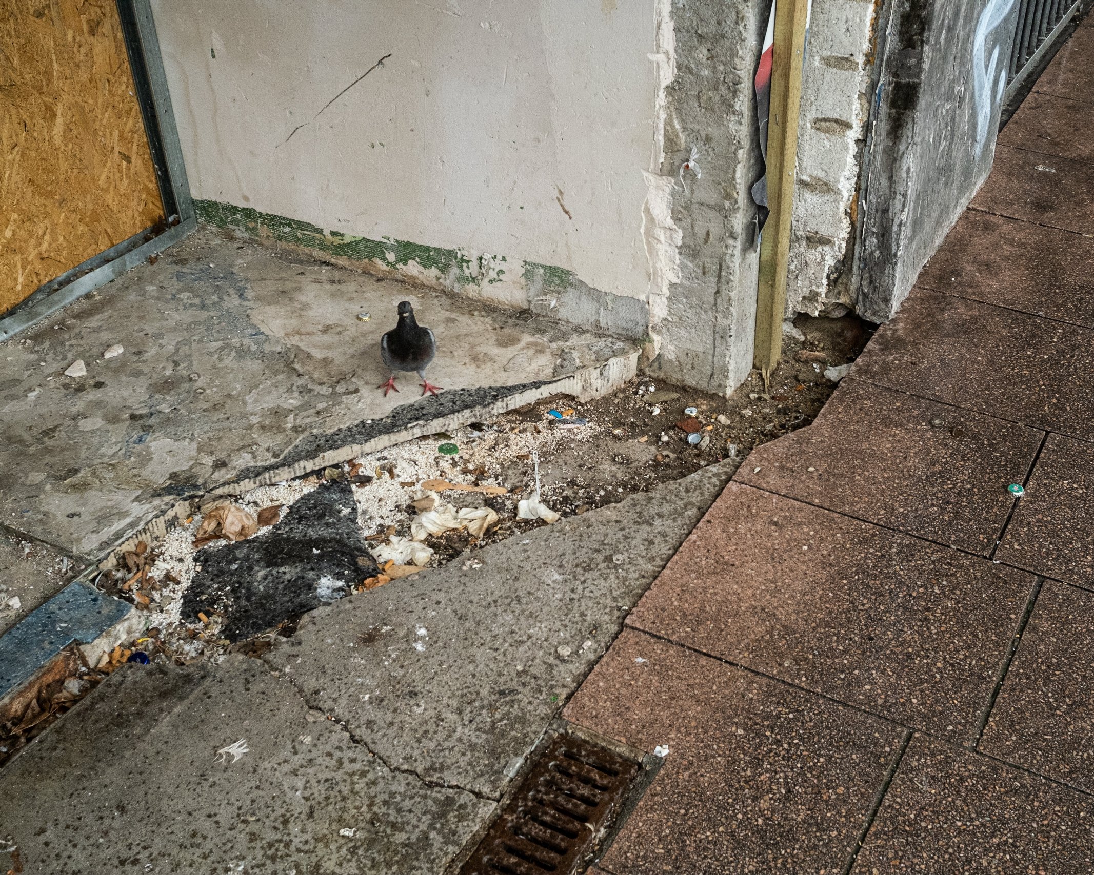 Auf dem Gehweg steht eine einzelne Taube vor einer Baustelle mit Gerümpel und Müll. Im Hintergrund unvollständige Wand und Baustellelemente.