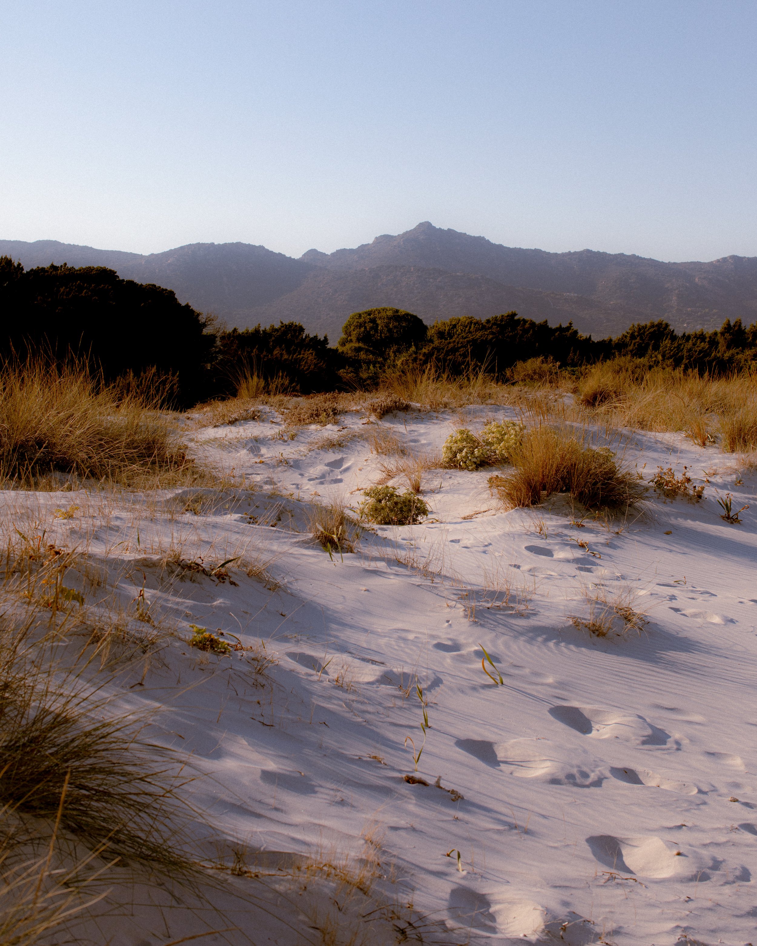Sanddünen mit grasses und Büsche im Vordergrund und Bergen im Hintergrund bei Sonnenuntergang.
